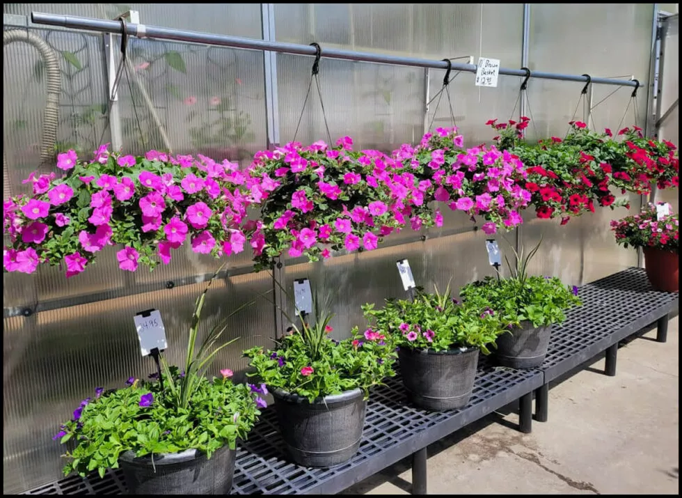 Country Corner Garden Center Just Plain Business