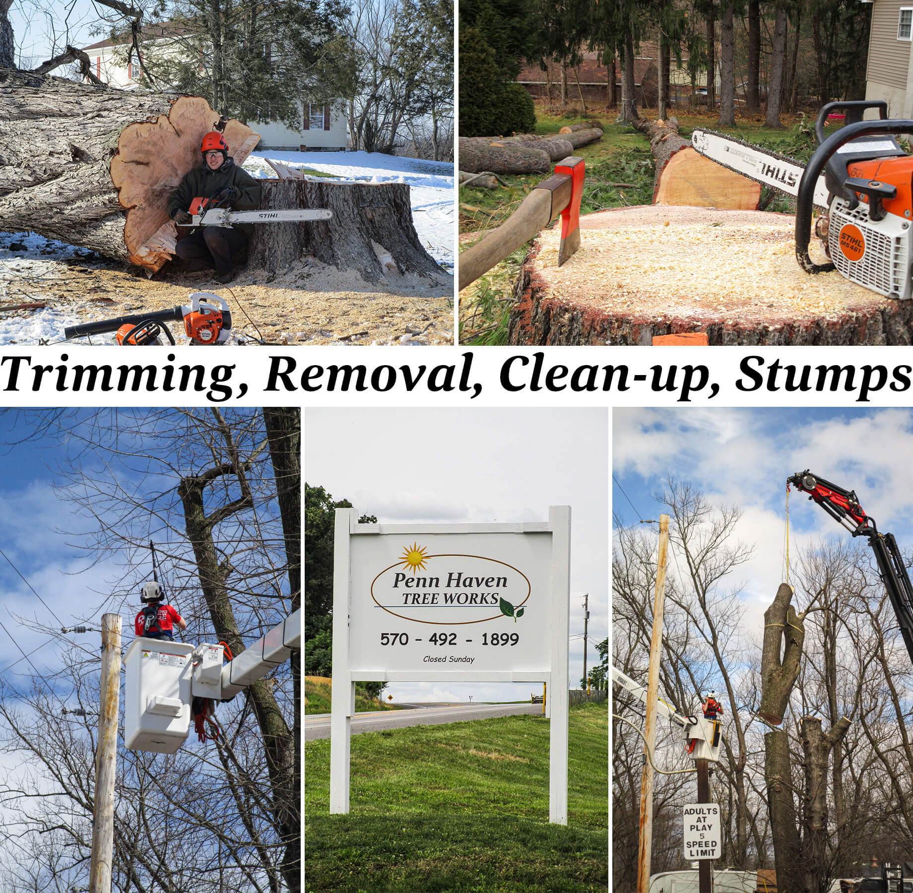 Collage of Penn Haven Tree Works Services