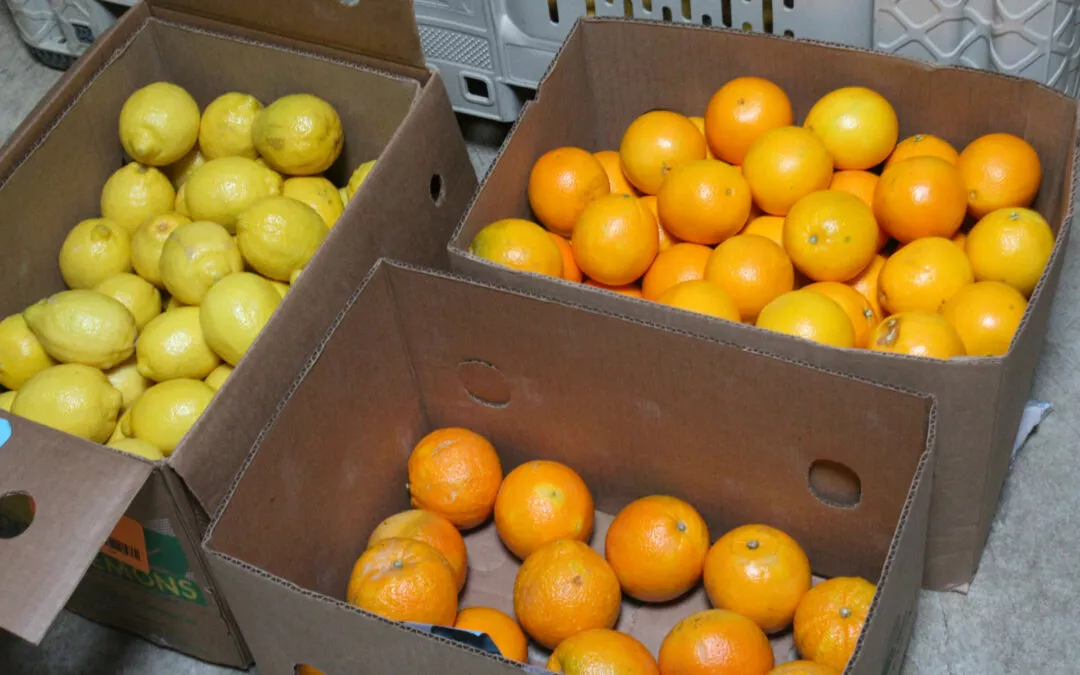 Cedar Grove Market and Bluegrass Hearth & Grill Cerulean KY Boxes of Lemons and Oranges in Produce Section of Grocery Store