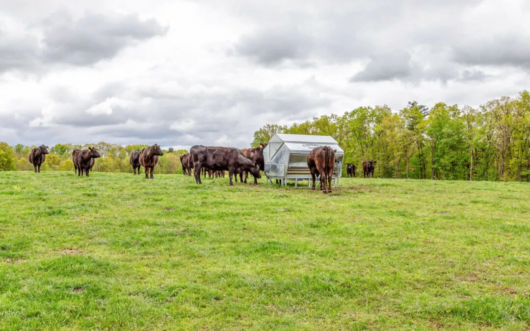 Schmucker's Livestock Handling Horse Cave, Kentucky Cattle grazing in a field with a small white shelter and trees under a cloudy sky.