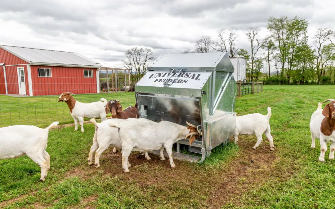 Schmucker's Livestock Handling Horse Cave, Kentucky Goats feeding from a metal feeder marked "universal feeders" in a green pasture with a red barn in the background.