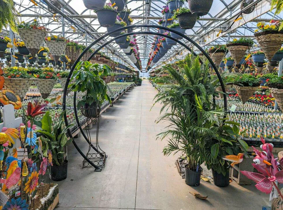 Posy Patch Greenhouse Just Plain Business