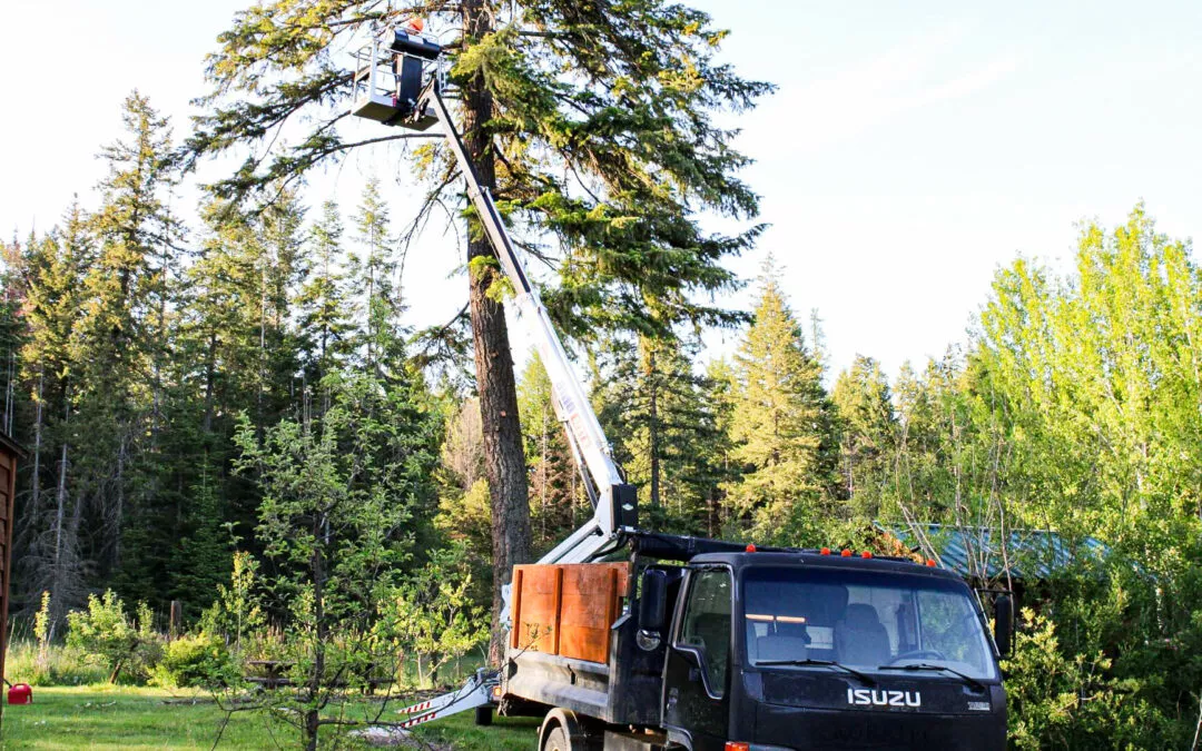 6.24.24 Treeco Gallery 5 A worker in a bucket lift attached to a truck trims branches from a tall tree in a forested area on a sunny day.