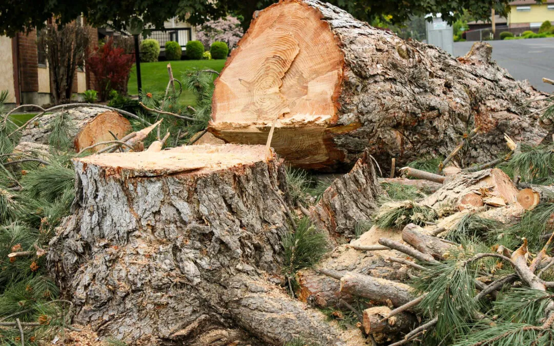 6.24.24 Treeco Gallery 6 Large tree cut down with the trunk and branches scattered on the ground in a residential area.