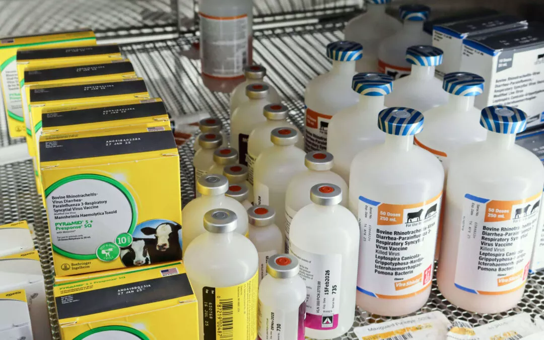Chippewa Vallaey Dairy Supply Stanley, WI Bottles and boxes of veterinary vaccines and medicines are organized on metal shelves in a storage unit.