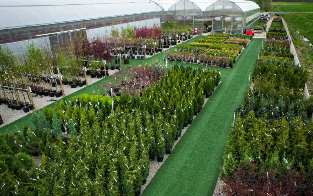 Lu-Ray Gardens Shiloh OH Aerial view of a greenhouse and outdoor nursery area with rows of various potted plants and trees, arranged neatly on gravel pathways and green turf.