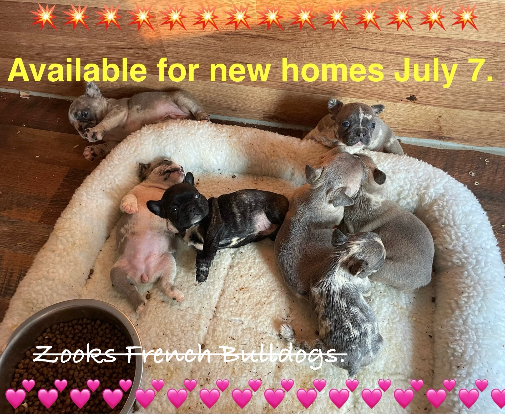 6.19.25 Zook's French Bulldogs Ad Six French Bulldog puppies are lying and playing in a dog bed near a bowl of kibble. Text over the image reads, "Available for new homes July 7. Zooks French Bulldogs.