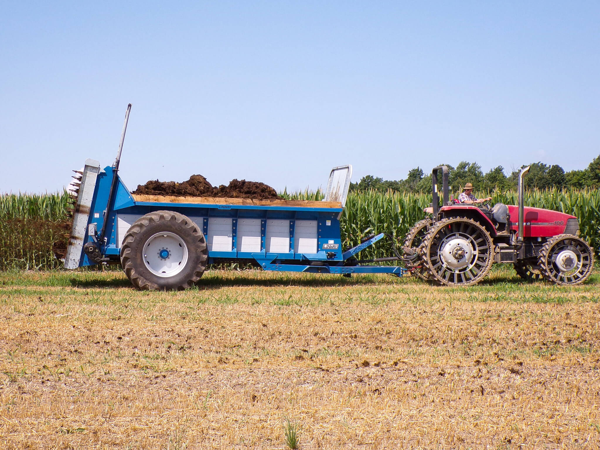 A red tractor pulls a blue manure spreader filled with manure across a harvested field, with green corn plants in the background under a clear sky.