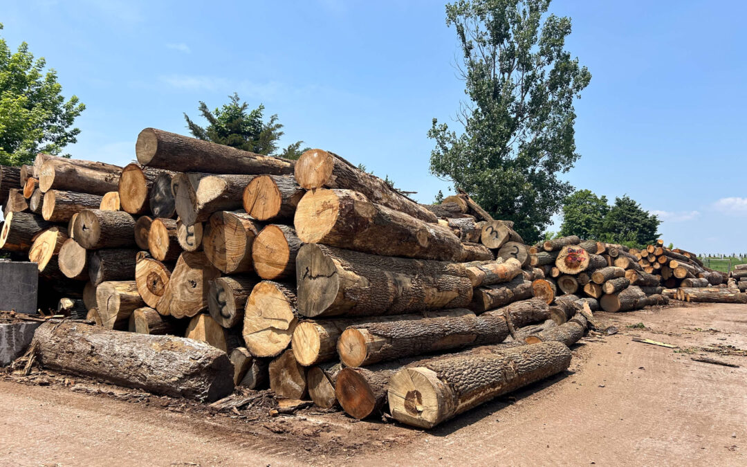 Leinbach's Sawmill Lumber Lancaster, PA Large stacks of cut tree logs are piled on a dirt ground with trees and blue sky in the background.