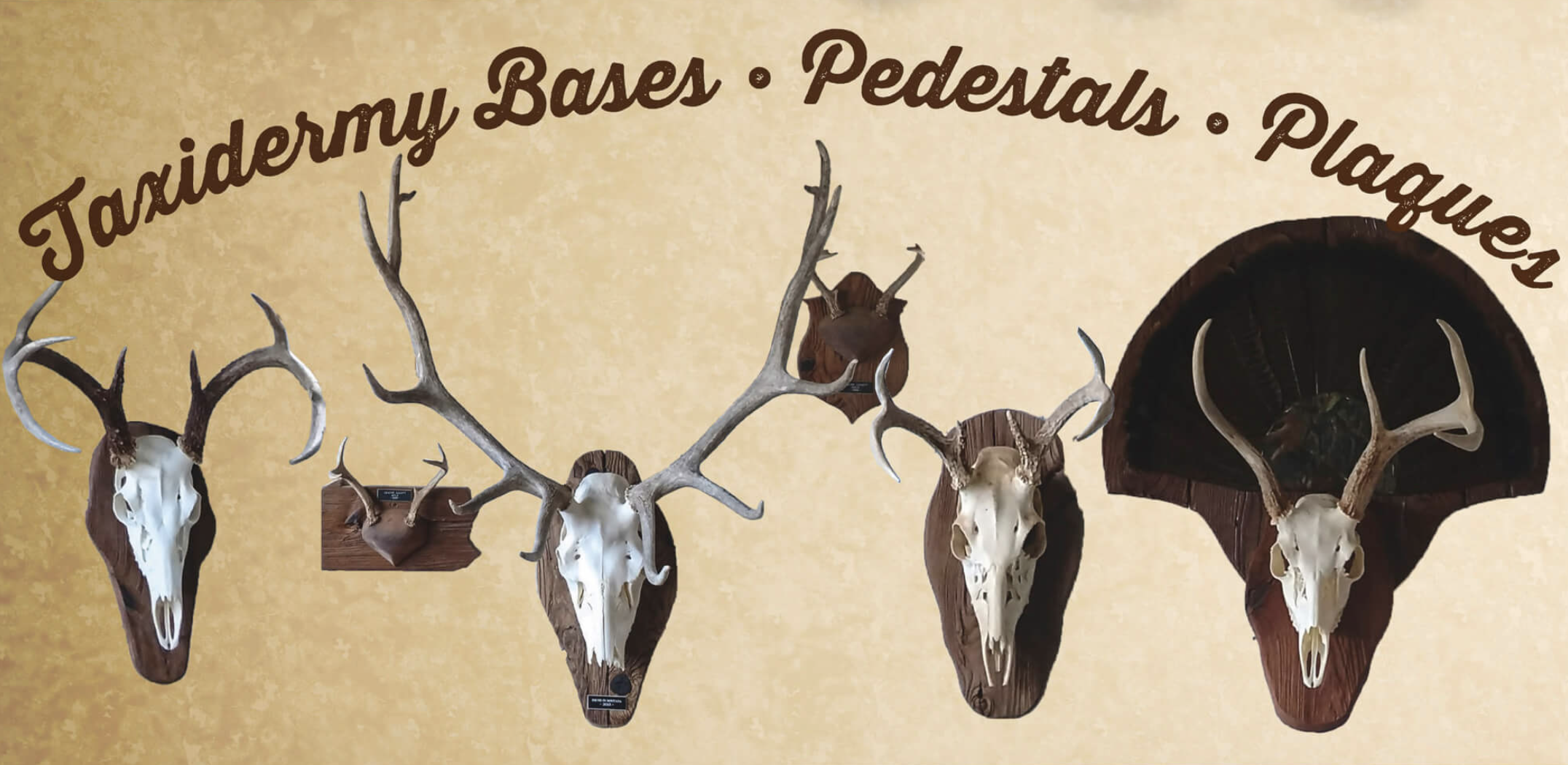 Screenshot 2025-08-18 at 10.34.44 PM Five mounted deer skulls with antlers displayed on wooden plaques and pedestals, under the text "Taxidermy Bases • Pedestals • Plaques" on a beige background.