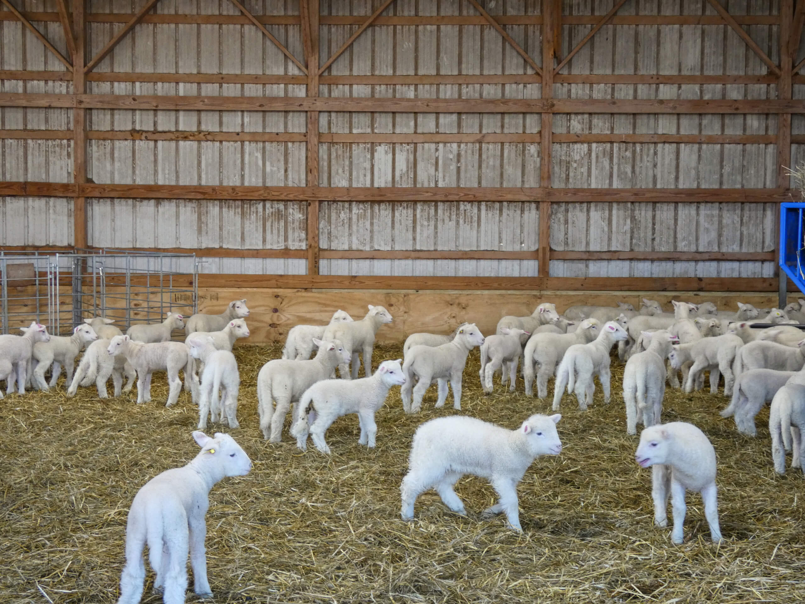 9.11.25 Ridgetop Farms Dorset Sheep Breeder Gallery 1 Dozens of white lambs stand and walk on straw inside a wooden barn with high walls and visible rafters.