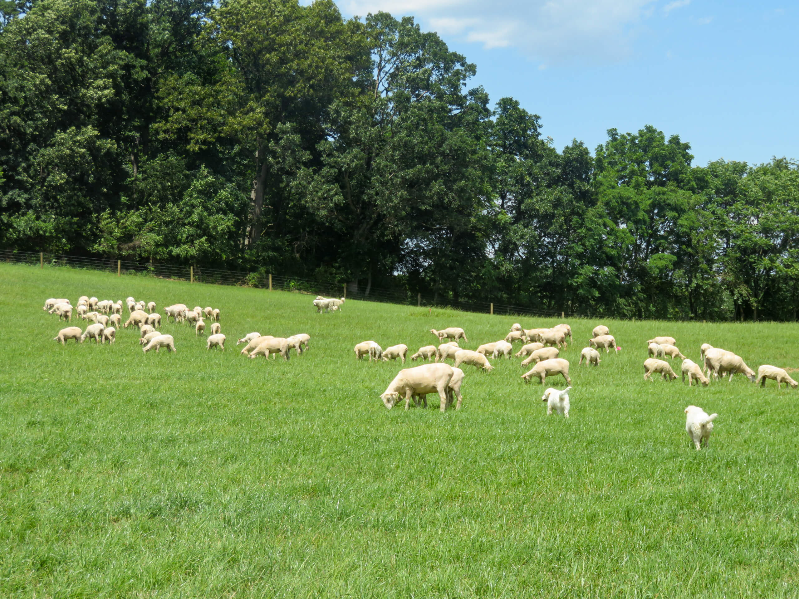 Ridgetop Farms Dorset Sheep Breeder Smithsburg MD A flock of sheep grazes on a green grassy field with trees and a fence in the background under a partly cloudy sky.