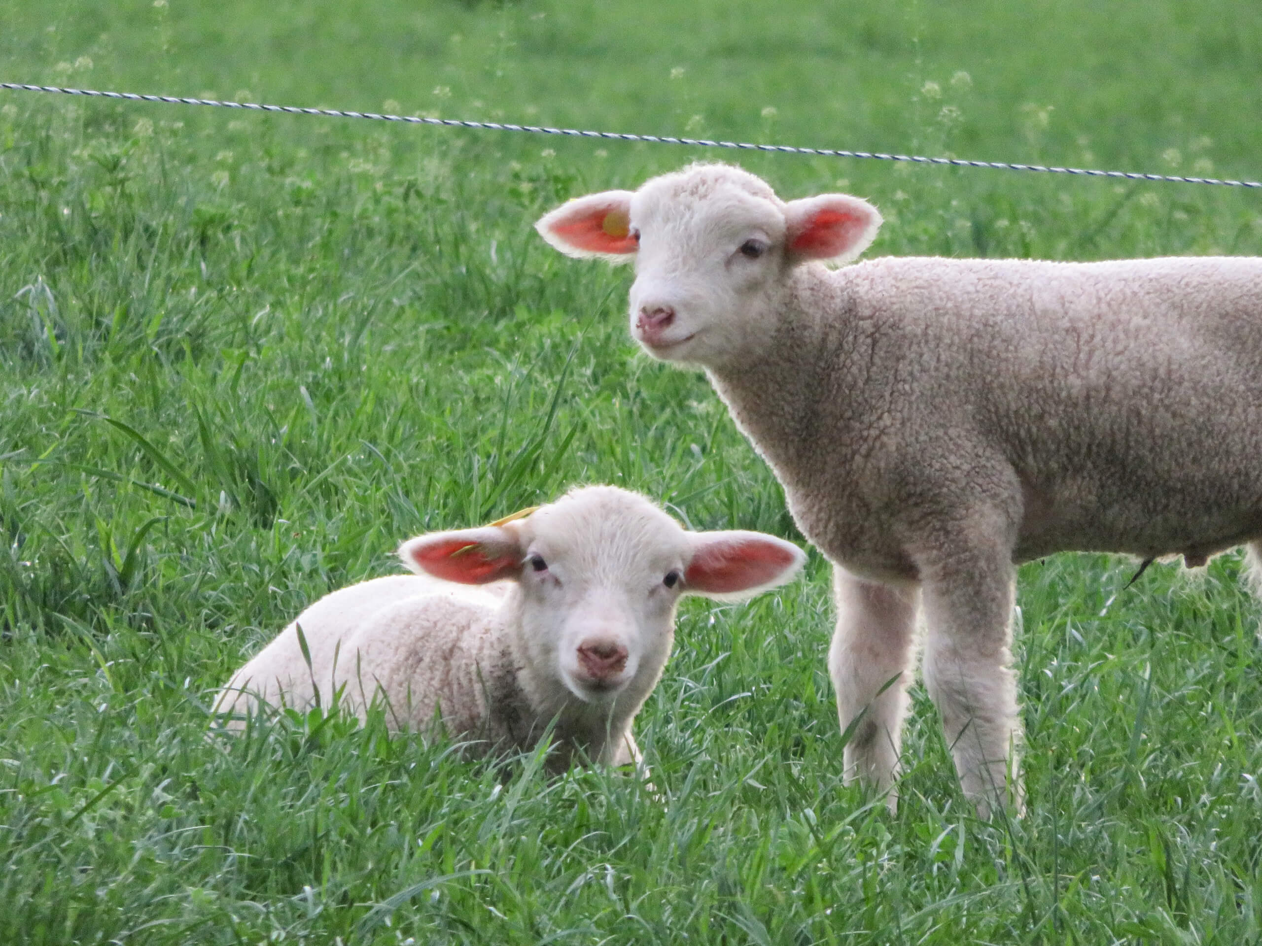 Ridgetop Farms Dorset Sheep Breeder Smithsburg MD Two young sheep, one lying down and one standing, are in a grassy field with a wire fence in the background.
