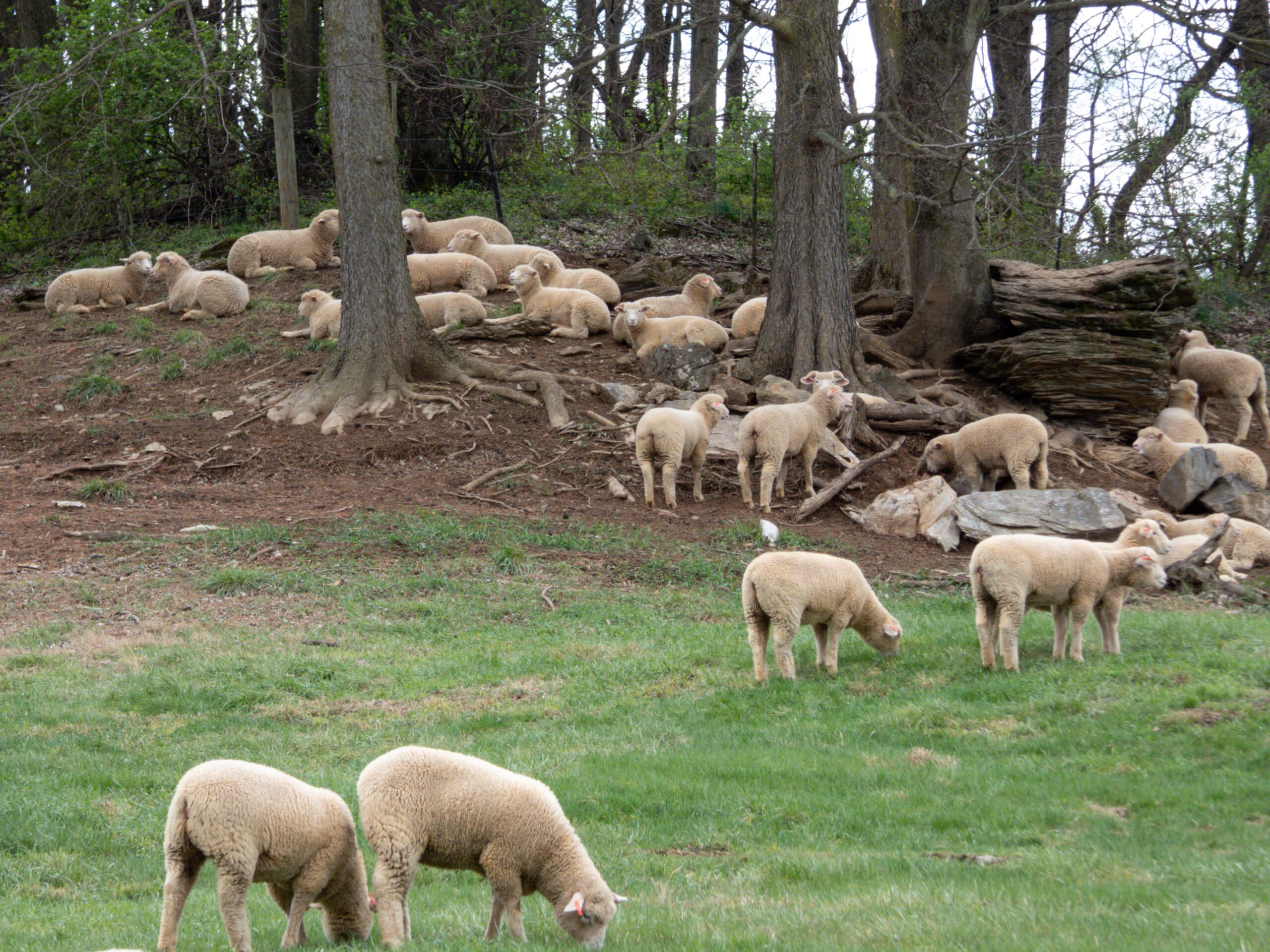 Ridgetop Farms Dorset Sheep Breeder Smithsburg MD A flock of sheep grazes on green grass and rests on a wooded hillside with trees and logs in the background.