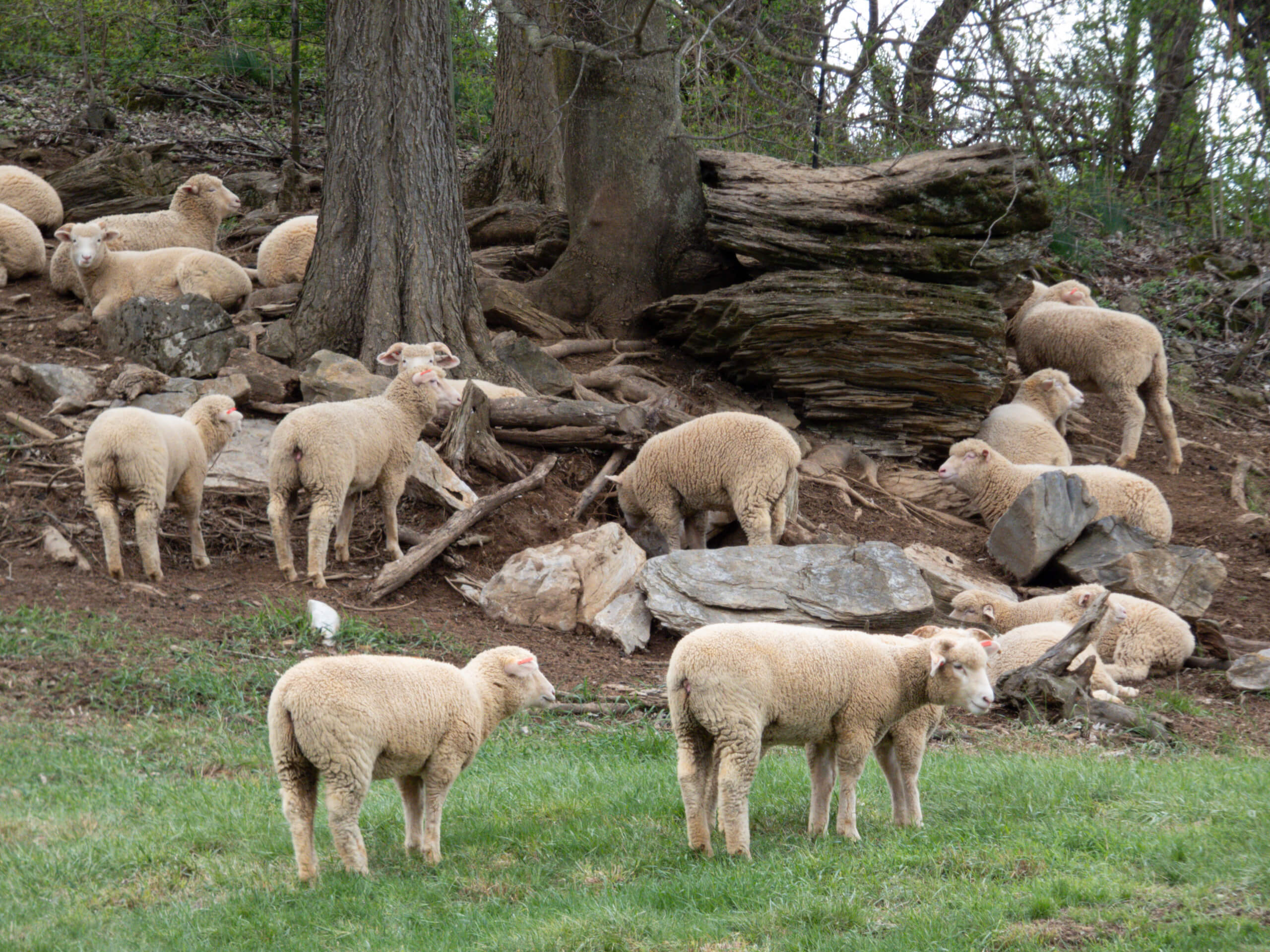 Ridgetop Farms Dorset Sheep Breeder Smithsburg MD A group of sheep are grazing and resting on a grassy area and rocky hillside near trees in a forested setting.