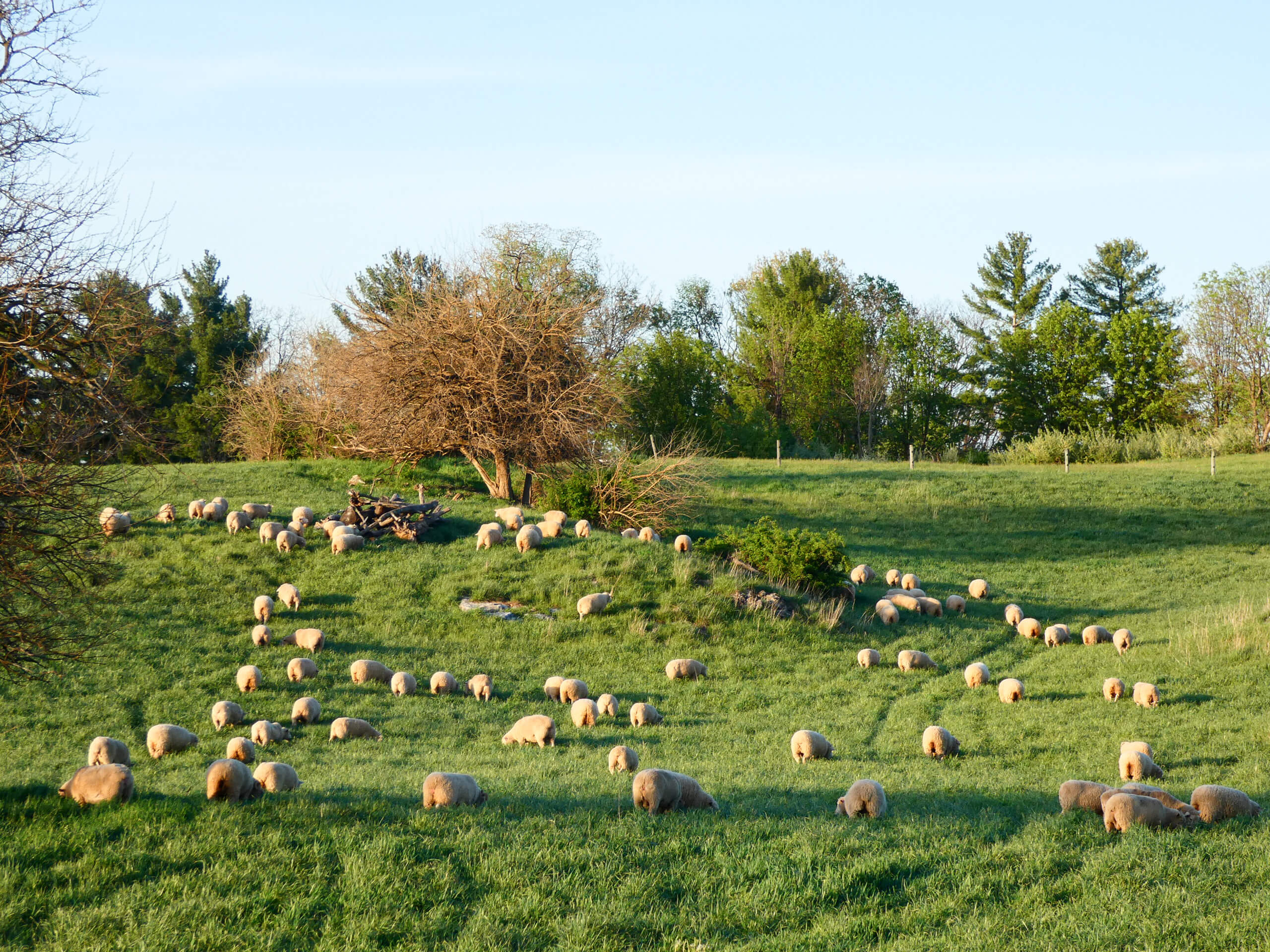 Ridgetop Farms Dorset Sheep Breeder Smithsburg MD A large flock of sheep grazes on a grassy, tree-lined hillside under a clear sky.
