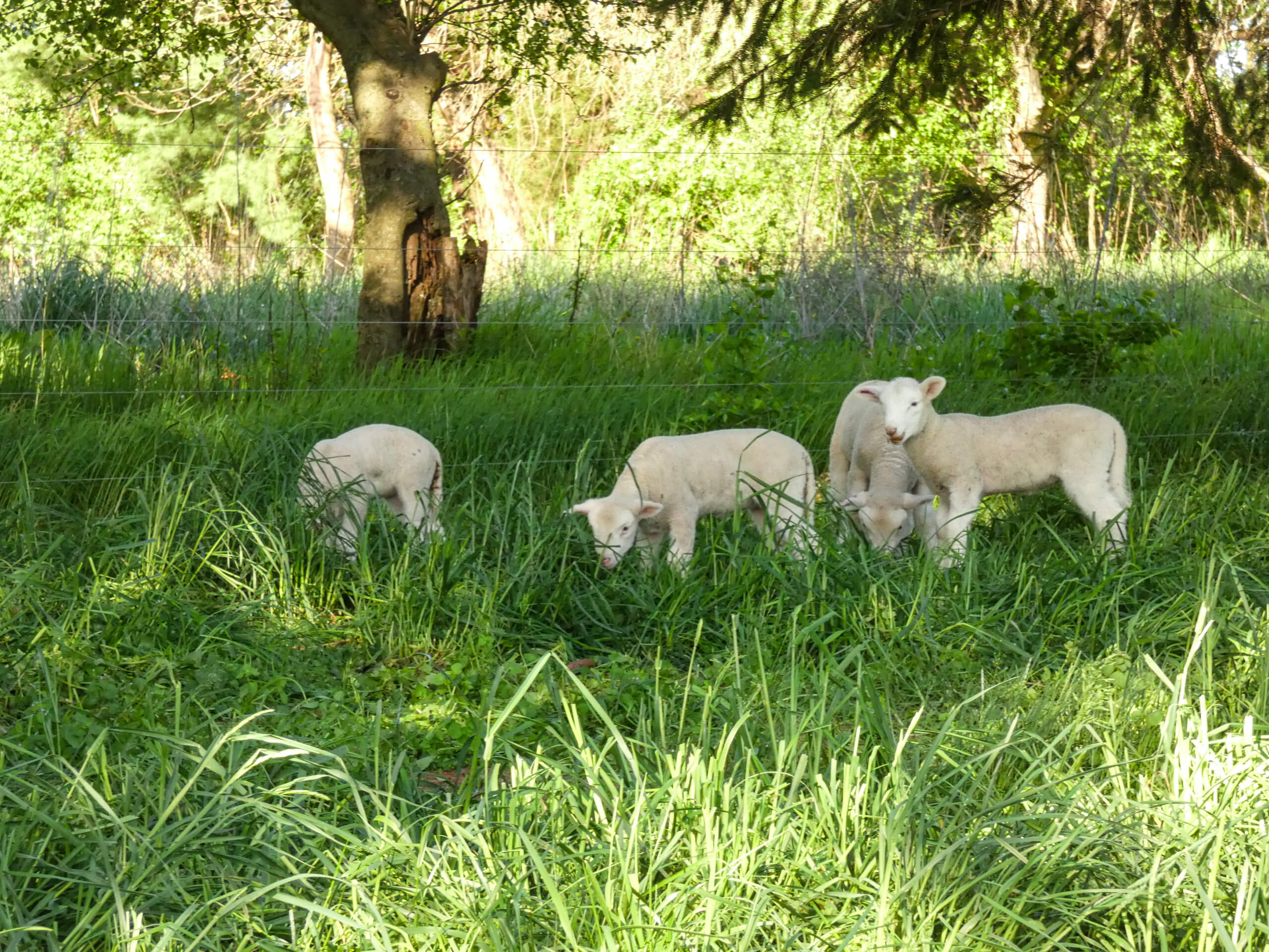 Ridgetop Farms Dorset Sheep Breeder Smithsburg MD Four young lambs stand and graze in tall green grass near a tree in a sunlit, fenced pasture.