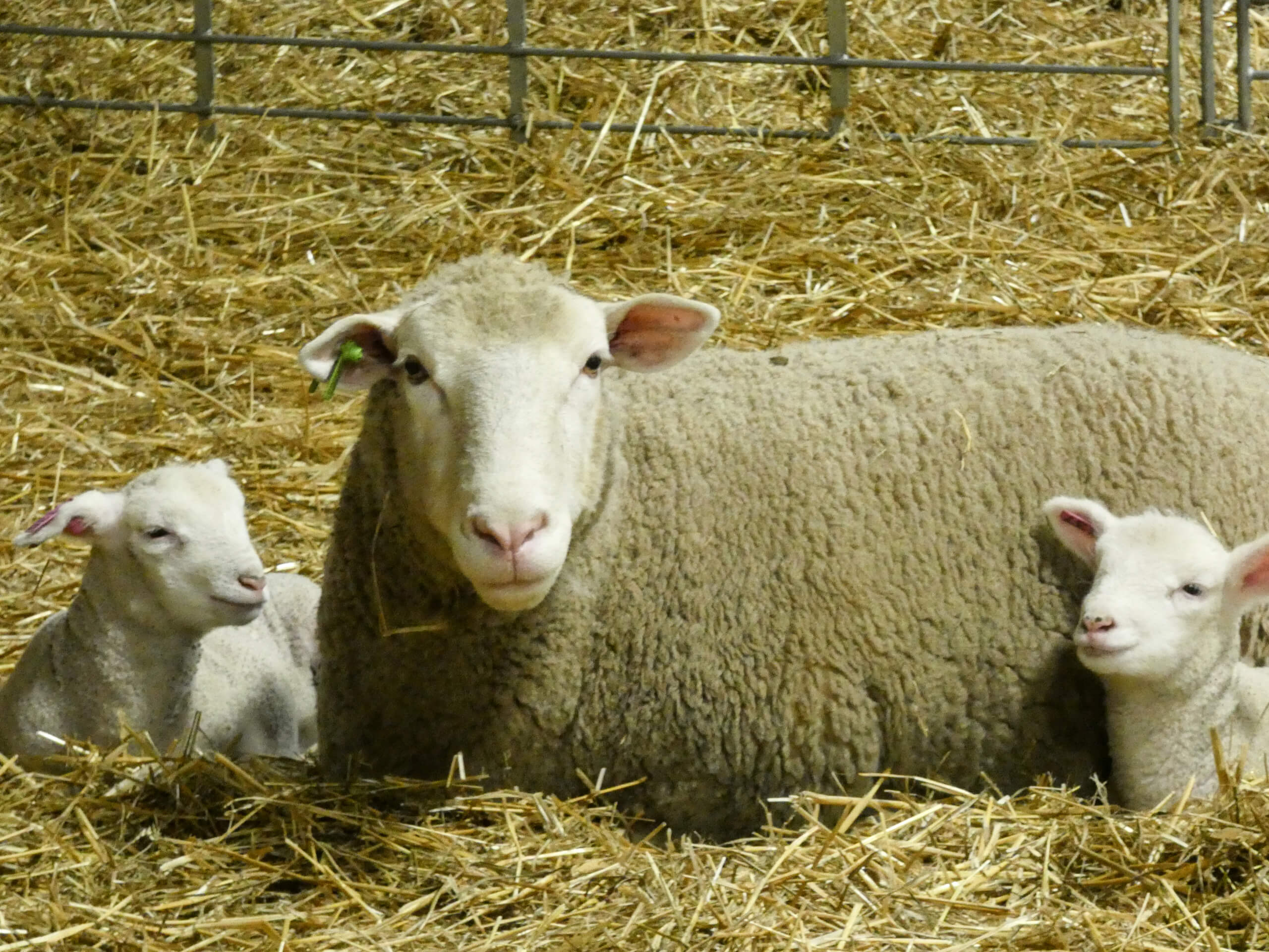 Ridgetop Farms Dorset Sheep Breeder Smithsburg MD A sheep is lying on straw with two lambs resting beside it inside an enclosure.