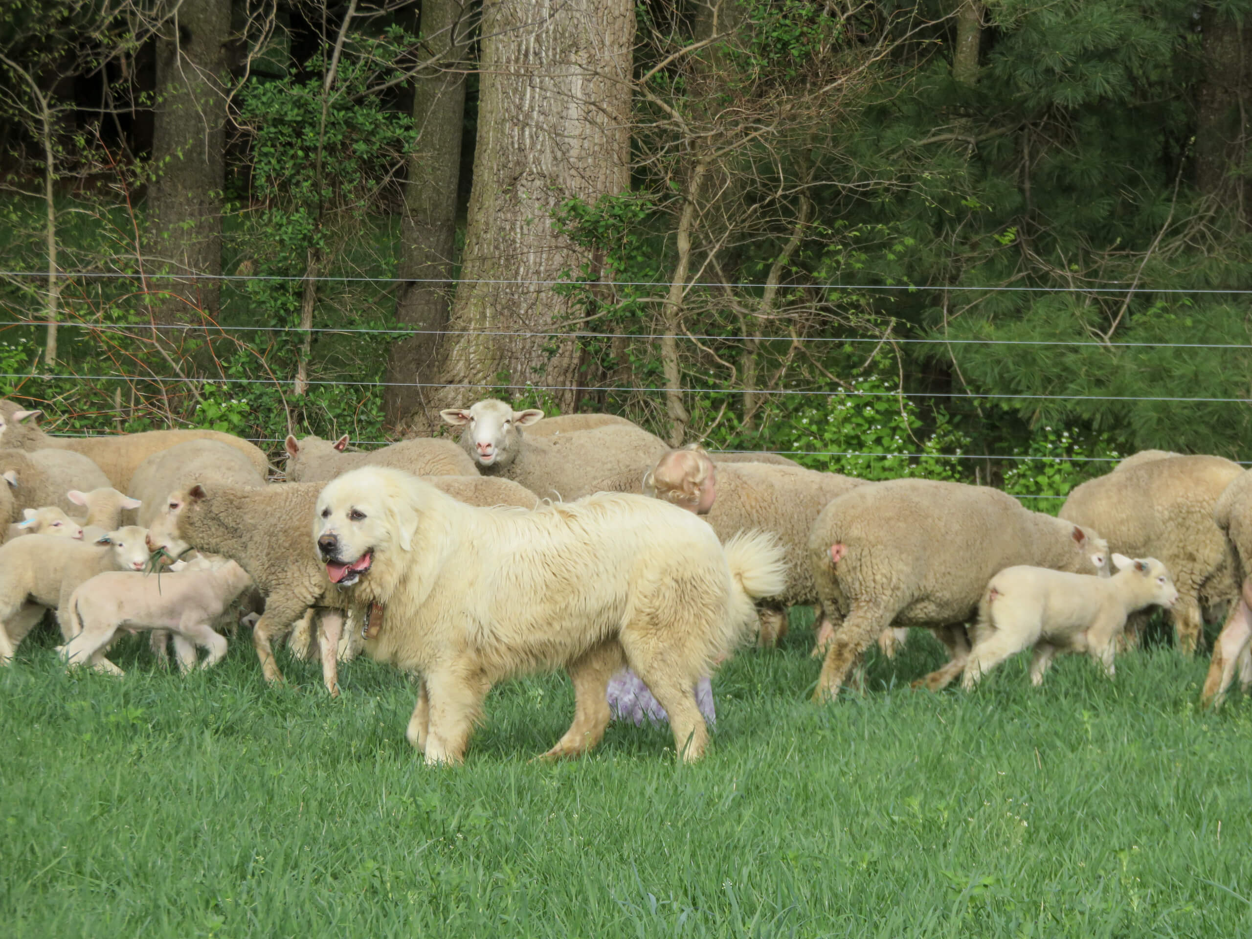 Ridgetop Farms Dorset Sheep Breeder Smithsburg MD A white livestock guardian dog stands in grass near a flock of sheep and lambs, with trees and a wire fence in the background.