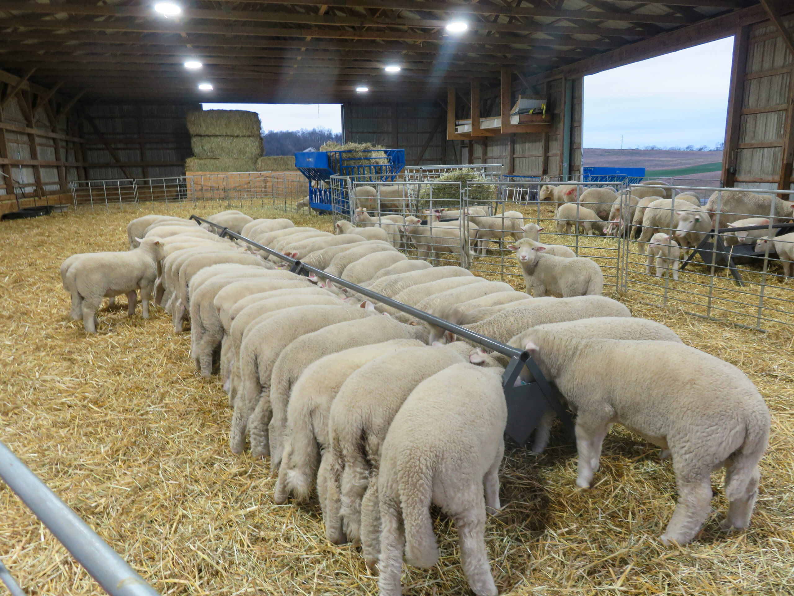 Ridgetop Farms Dorset Sheep Breeder Smithsburg MD A group of sheep eating from a long feeder inside a straw-covered barn with more sheep and feeding equipment in the background.