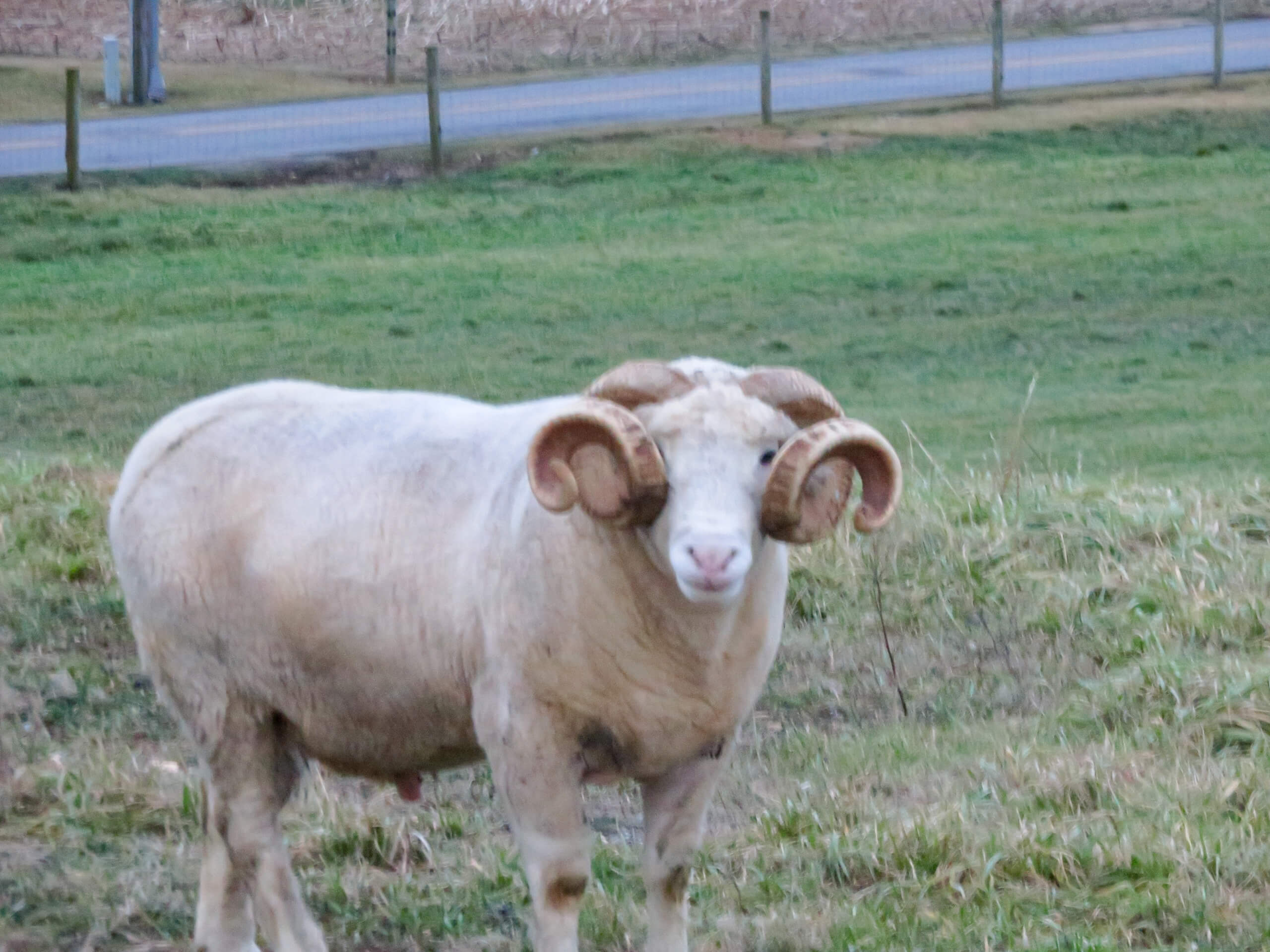 Ridgetop Farms Dorset Sheep Breeder Smithsburg MD A ram with large curled horns stands on grassy ground near a fence and a road in the background.
