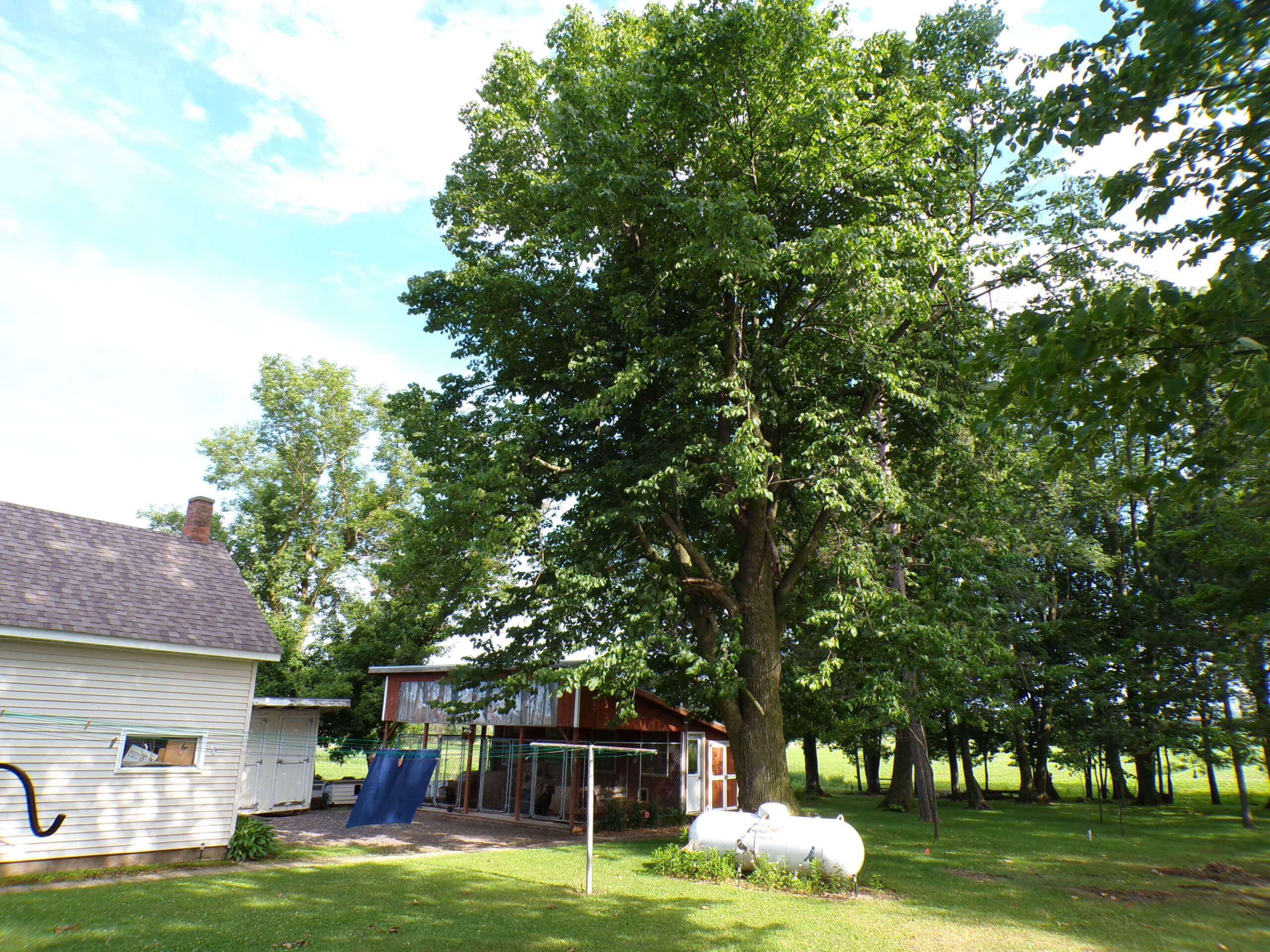 A large tree stands beside a white house and a red barn in a grassy yard, with a white propane tank and a clothesline visible in the foreground.