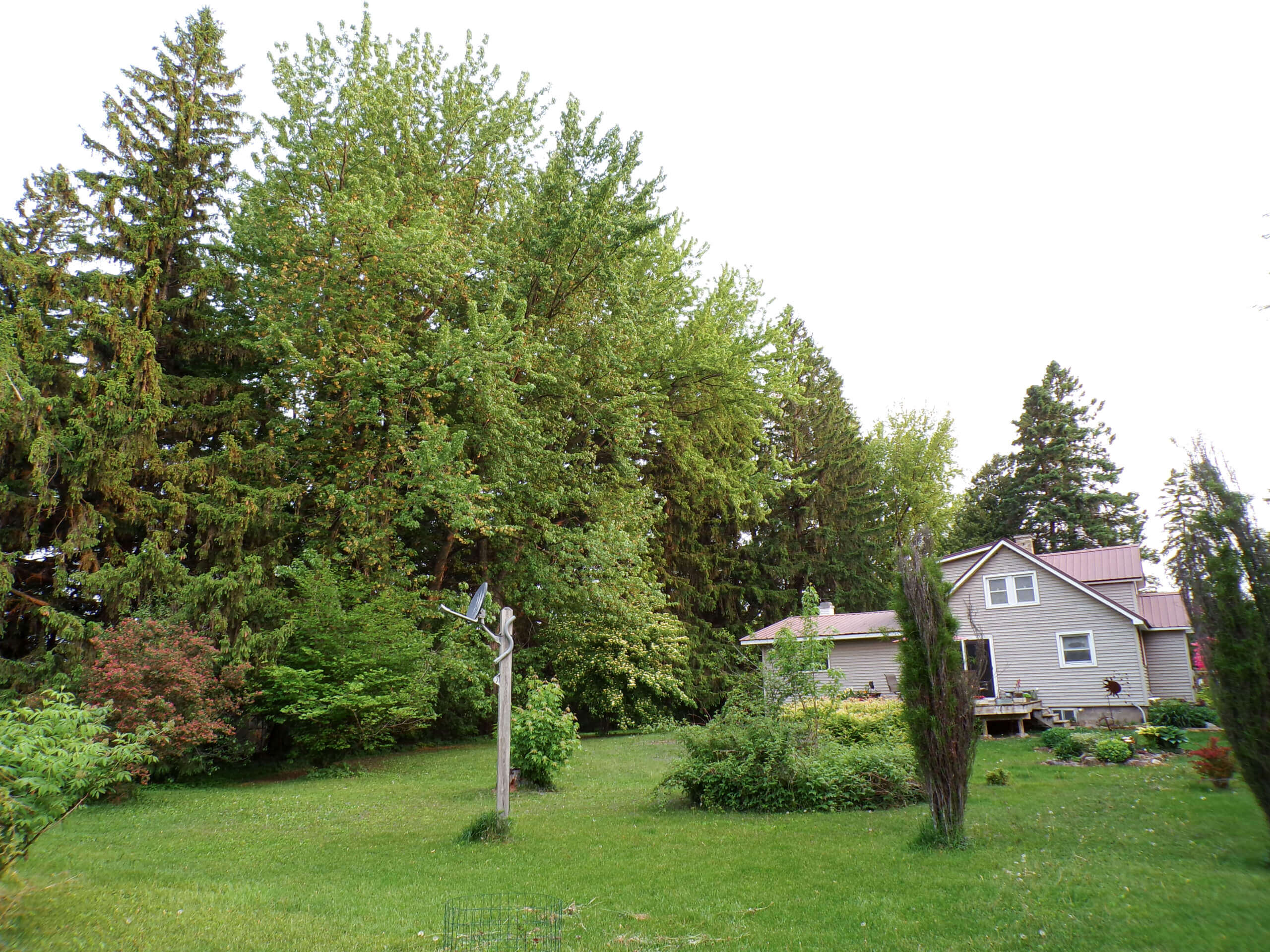 A gray house with a red roof sits in a grassy yard surrounded by tall trees and various green shrubs under a bright sky.