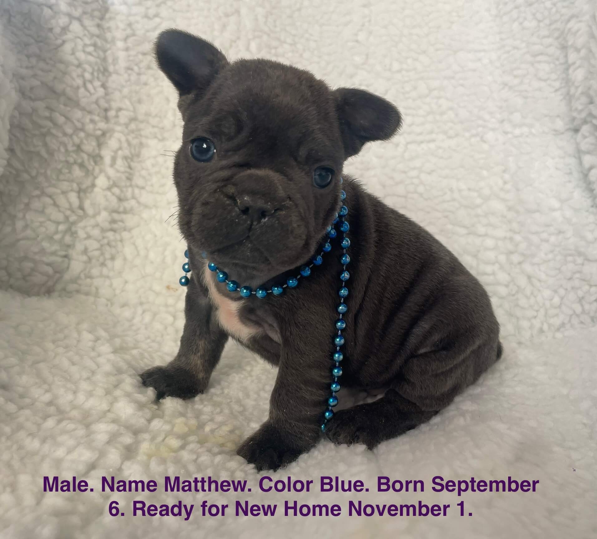 10.13.25 Zook's French Bulldogs Gallery 10 A blue French Bulldog puppy with blue beads sits on a white blanket. Text below provides his name, color, birthdate, and availability for adoption.