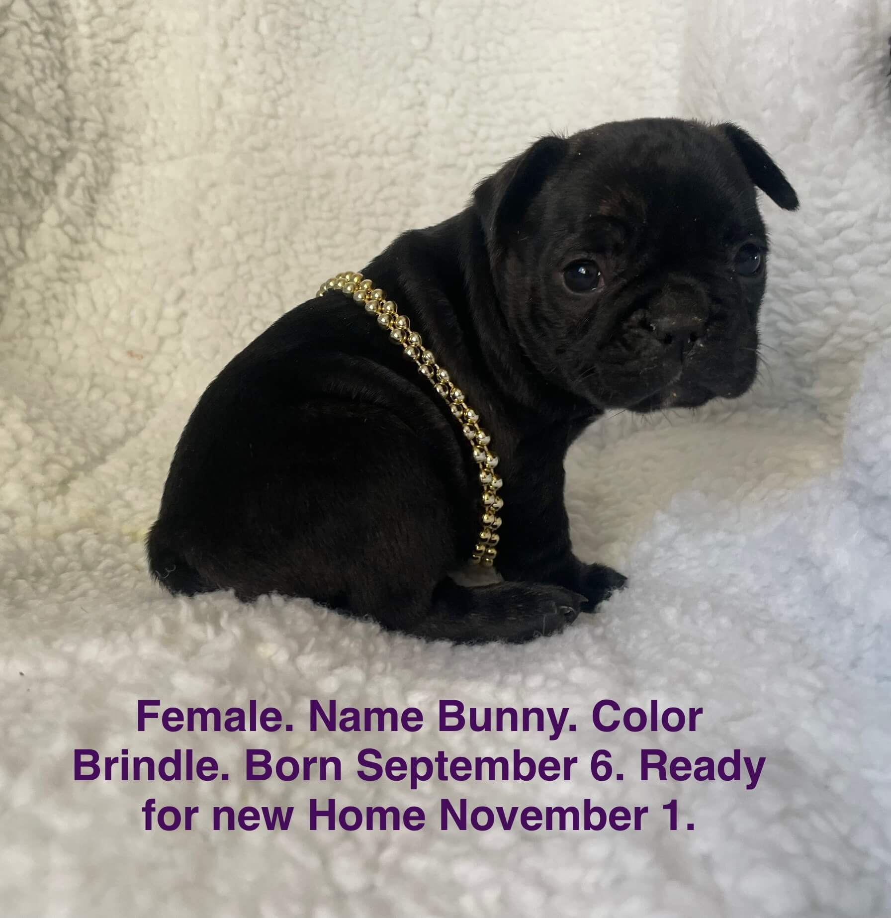 10.13.25 Zook's French Bulldogs Gallery 14 A small brindle female puppy wearing a gold chain sits on a white blanket. Text below provides her name, birthdate, and adoption availability.