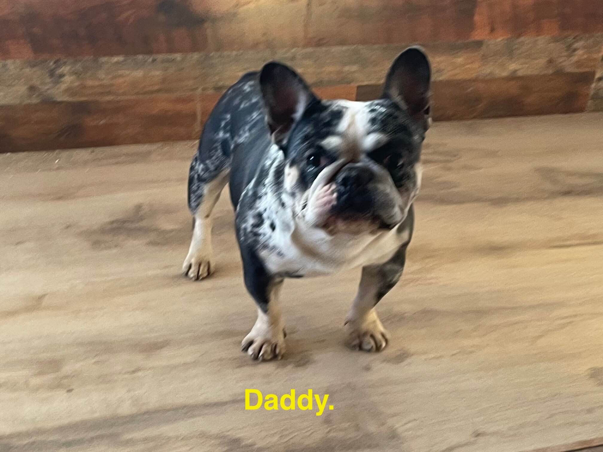 10.13.25 Zook's French Bulldogs Gallery 16 A black and white French Bulldog stands on a wooden floor in front of a brown wall. The word "Daddy." appears in yellow text at the bottom.