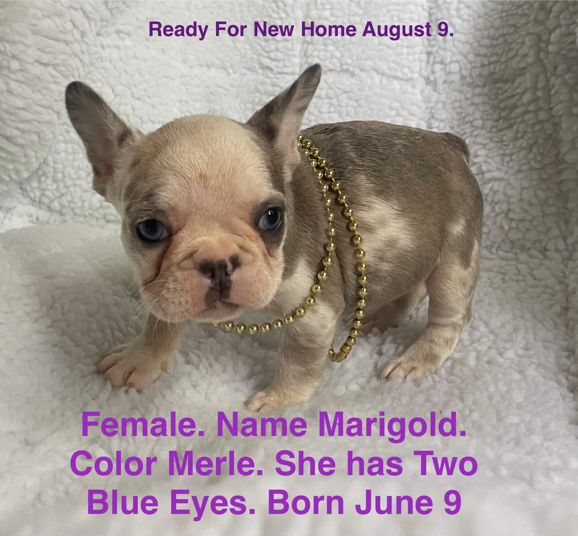 10.13.25 Zook's French Bulldogs Gallery 2 Small Merle French Bulldog puppy with blue eyes and a gold bead necklace sits on a white blanket. Text on image shares puppy details and adoption availability date.