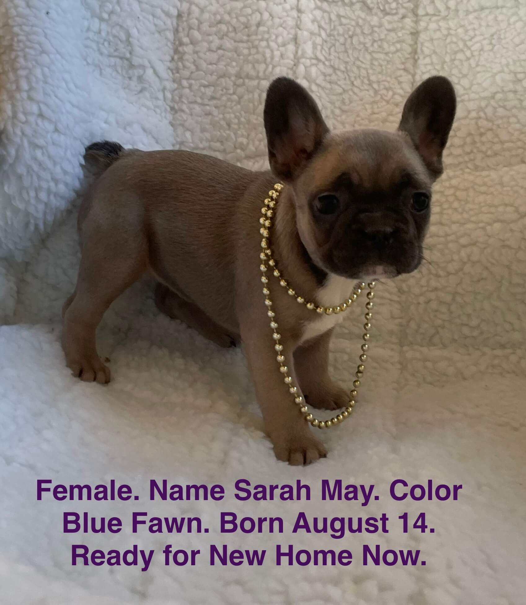 10.13.25 Zook's French Bulldogs Gallery 8 A small blue fawn French Bulldog puppy wearing gold beads stands on a white blanket. Text below provides her name, color, birthdate, and adoption status.