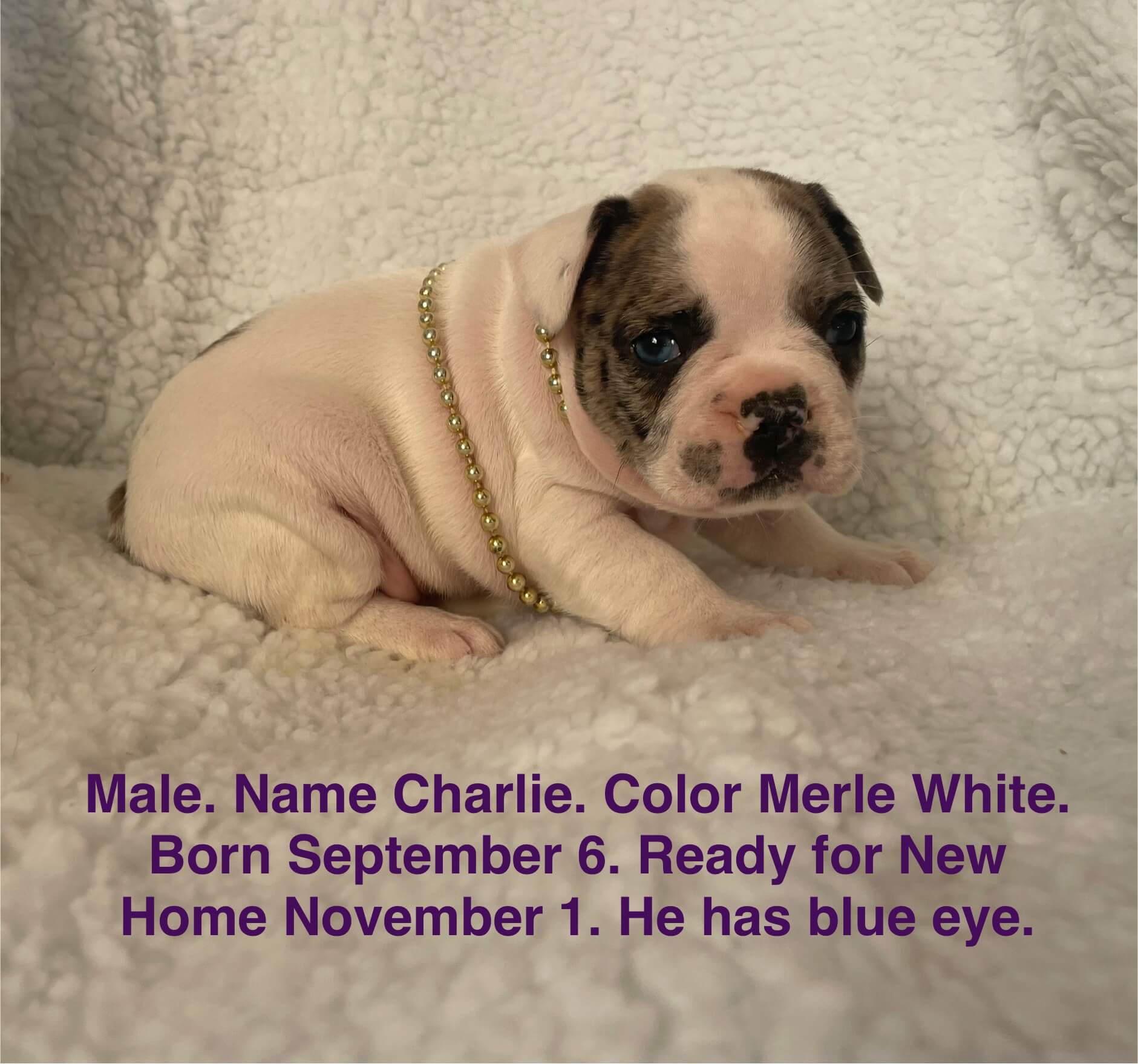 10.13.25 Zook's French Bulldogs Gallery 9 A merle white male puppy with a gold bead necklace sits on a white blanket. Text below provides his name, birthdate, and notes he is ready for adoption.