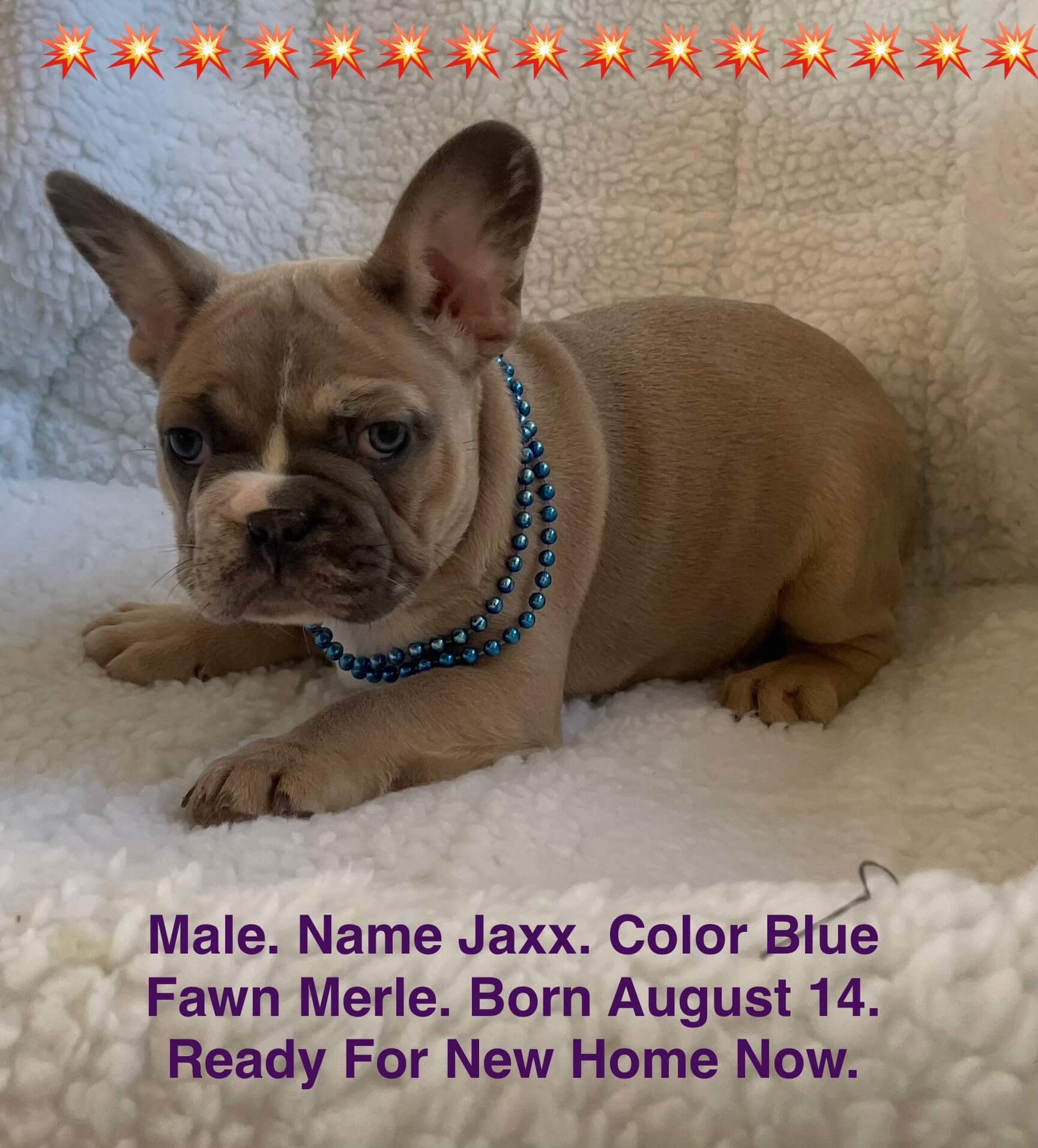 11.20.25 Zook's French Bulldogs Update Gallery 1