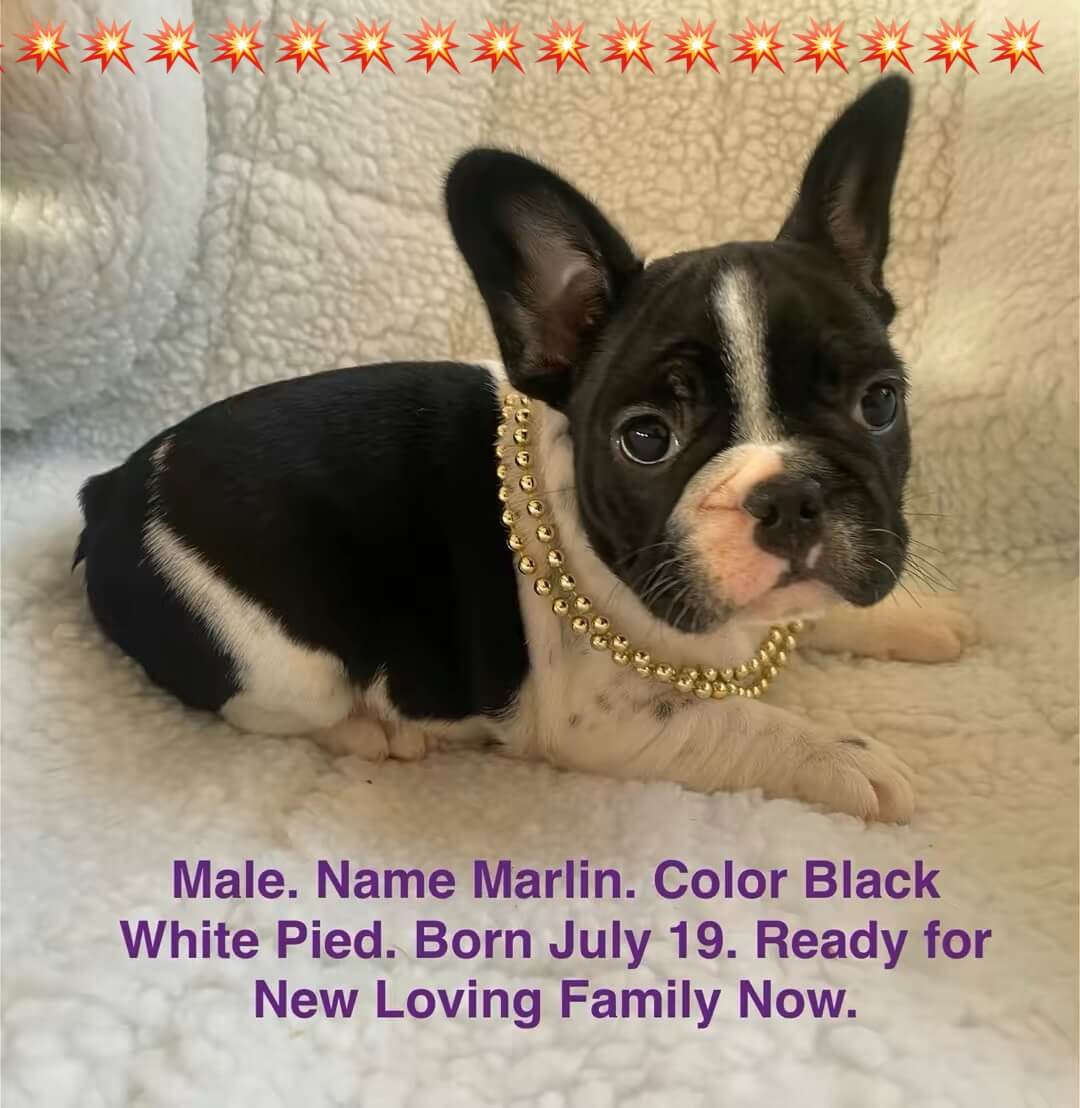 11.20.25 Zook's French Bulldogs Update Gallery 10