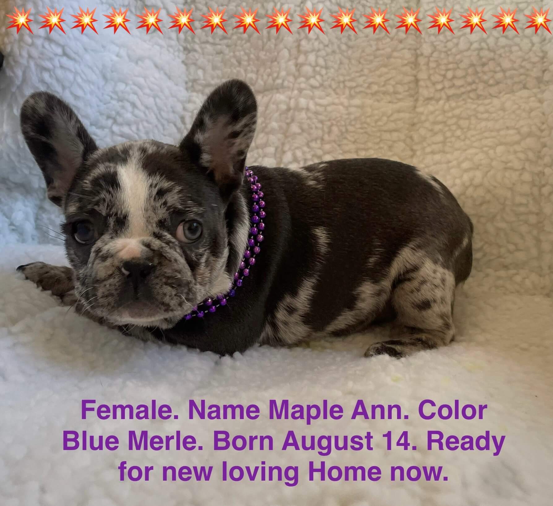 11.20.25 Zook's French Bulldogs Update Gallery 2