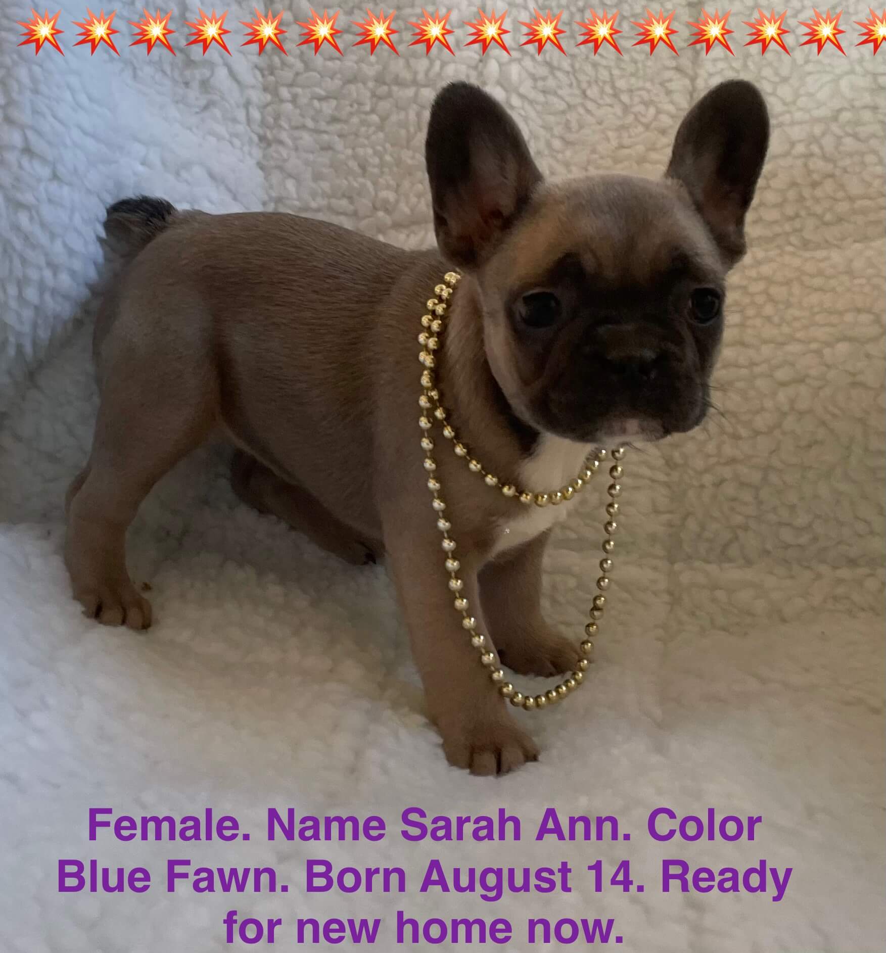 11.20.25 Zook's French Bulldogs Update Gallery 3