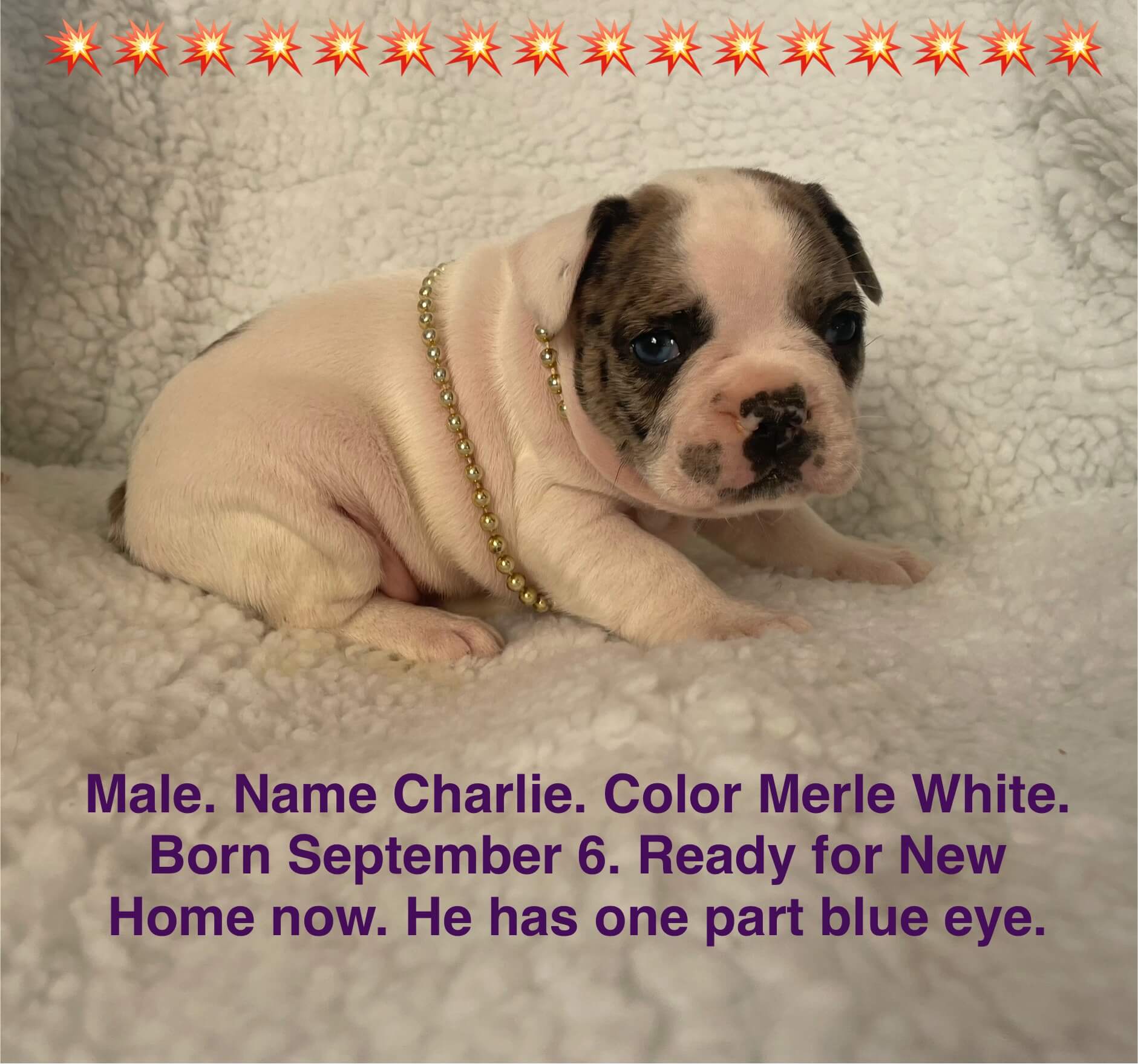 11.20.25 Zook's French Bulldogs Update Gallery 4