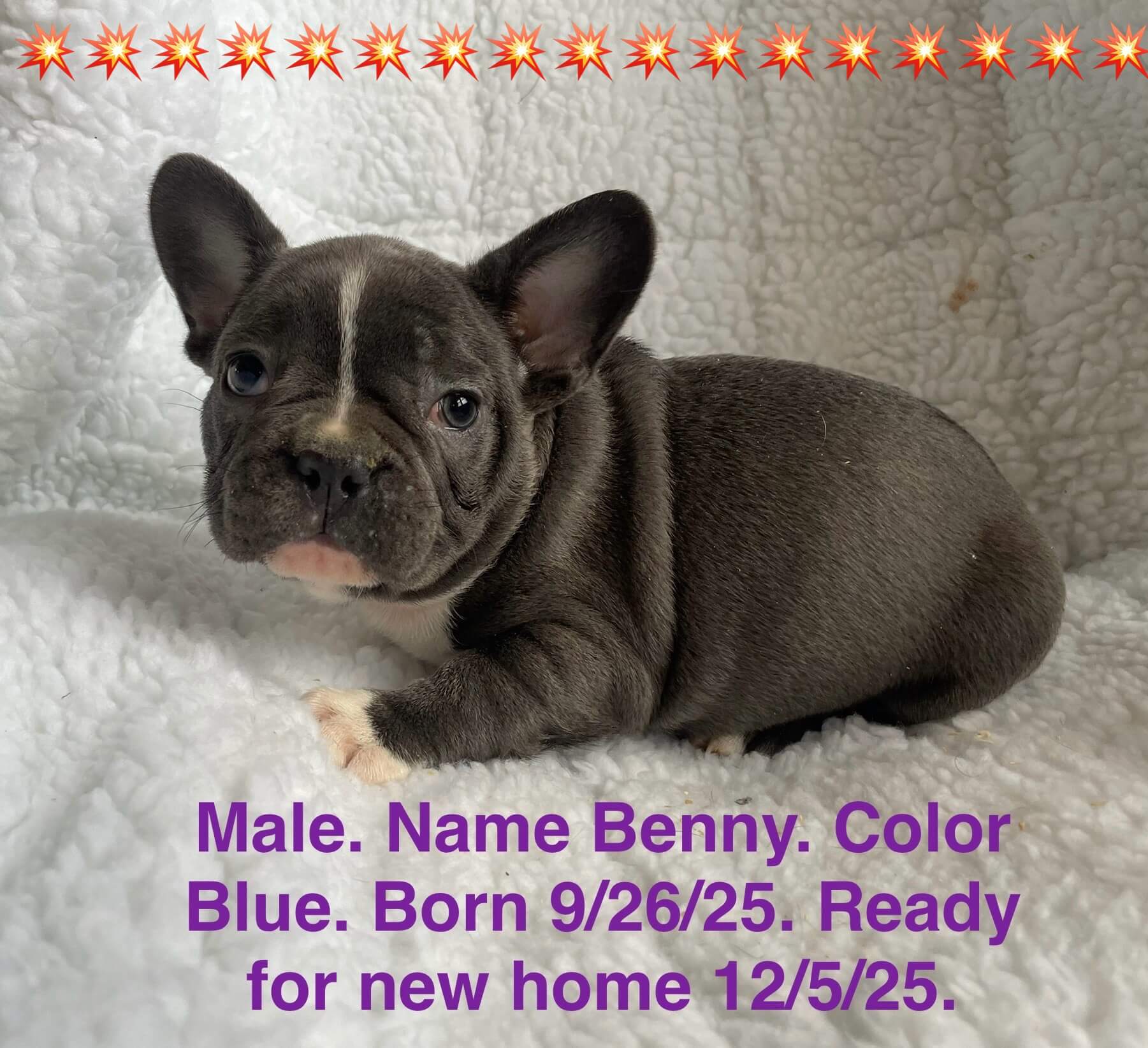 11.20.25 Zook's French Bulldogs Update Gallery 7