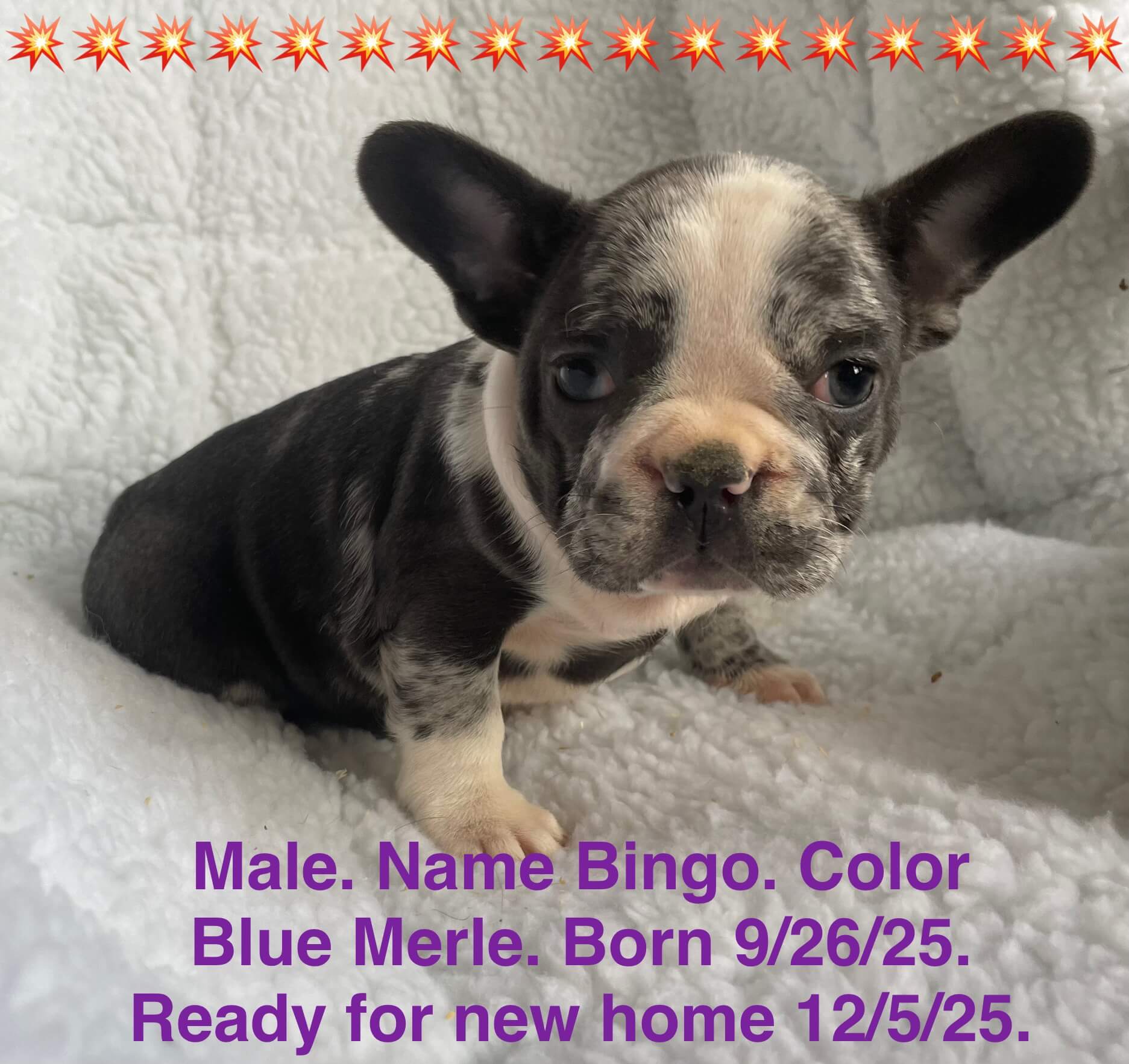 11.20.25 Zook's French Bulldogs Update Gallery 8
