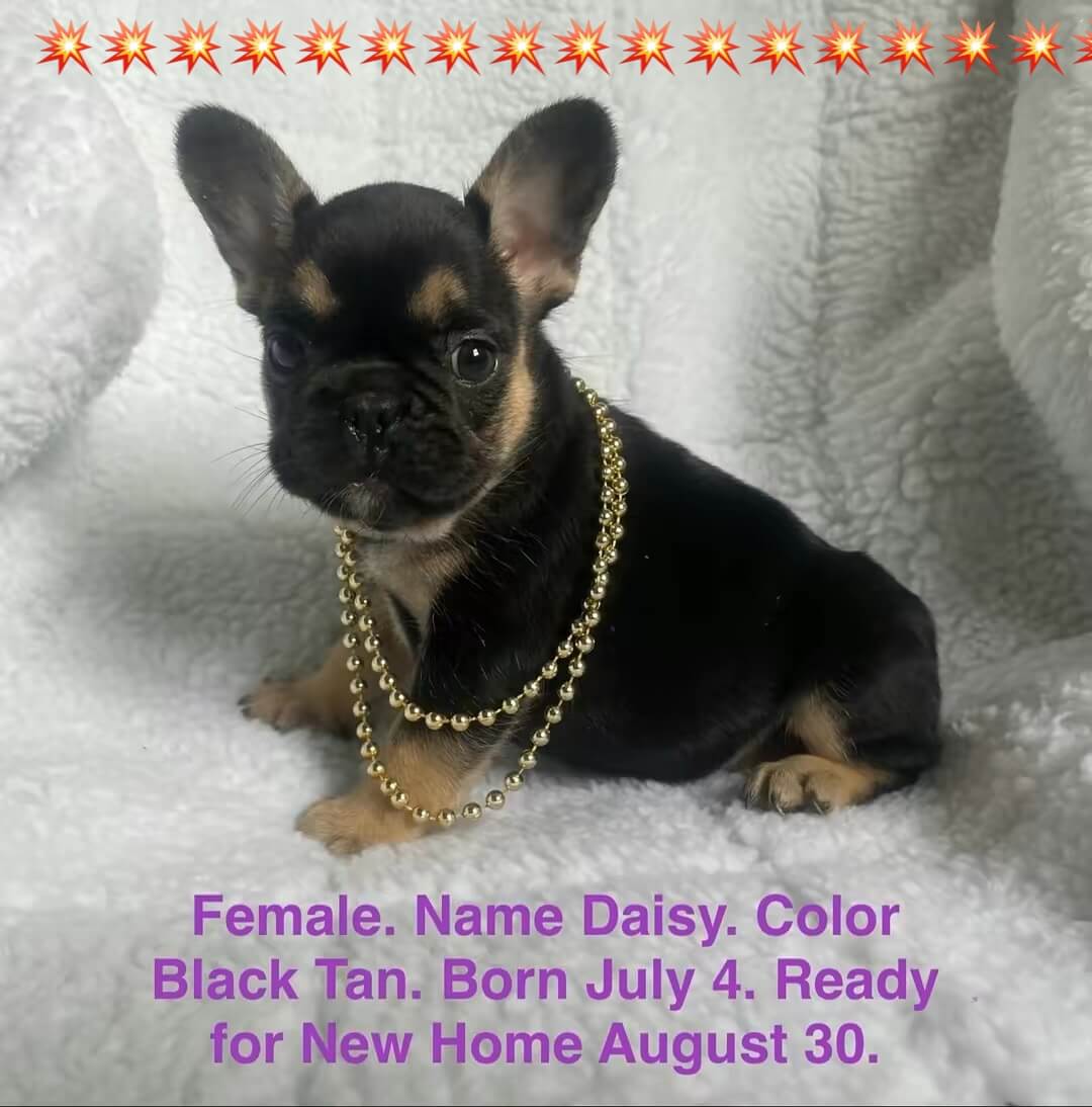 11.20.25 Zook's French Bulldogs Update Gallery 9