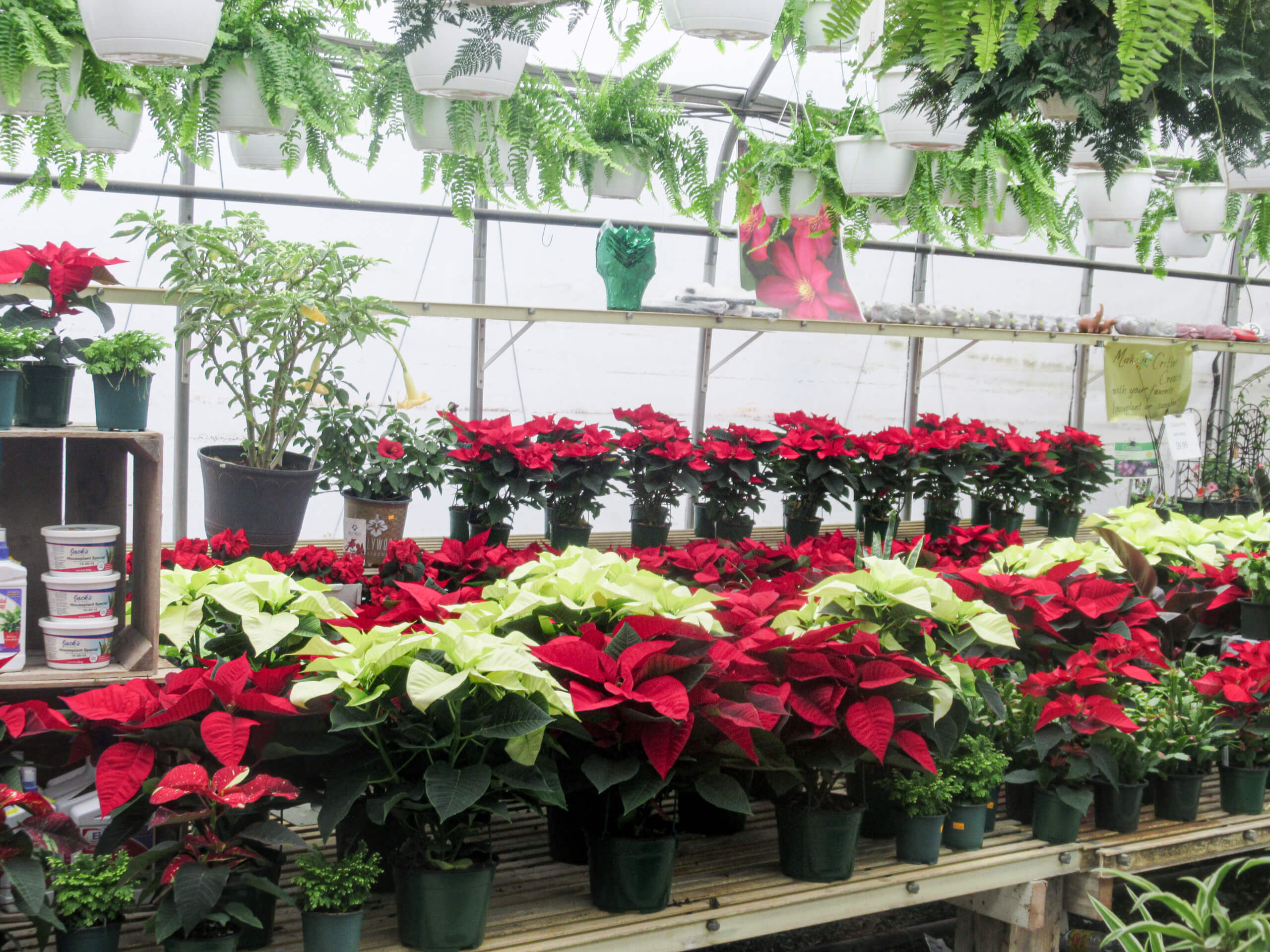 Montour Farm Market Watsontown PA Rows of red and white poinsettia plants in pots are displayed on tables in a greenhouse, with hanging ferns and other potted plants in the background.