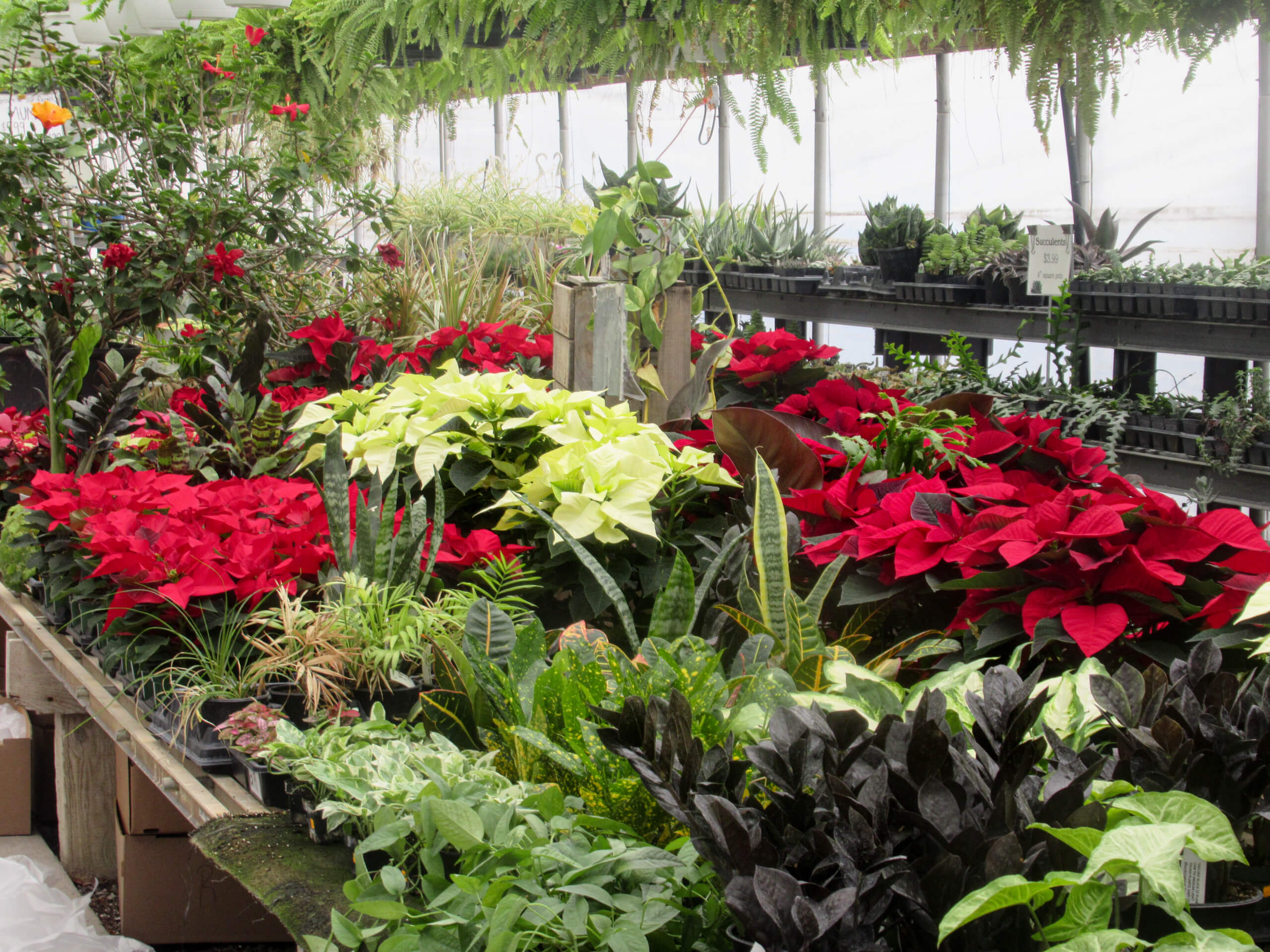 Montour Farm Market Watsontown PA A greenhouse display of various potted plants, including red and white poinsettias, ferns, and other green foliage on wooden tables.