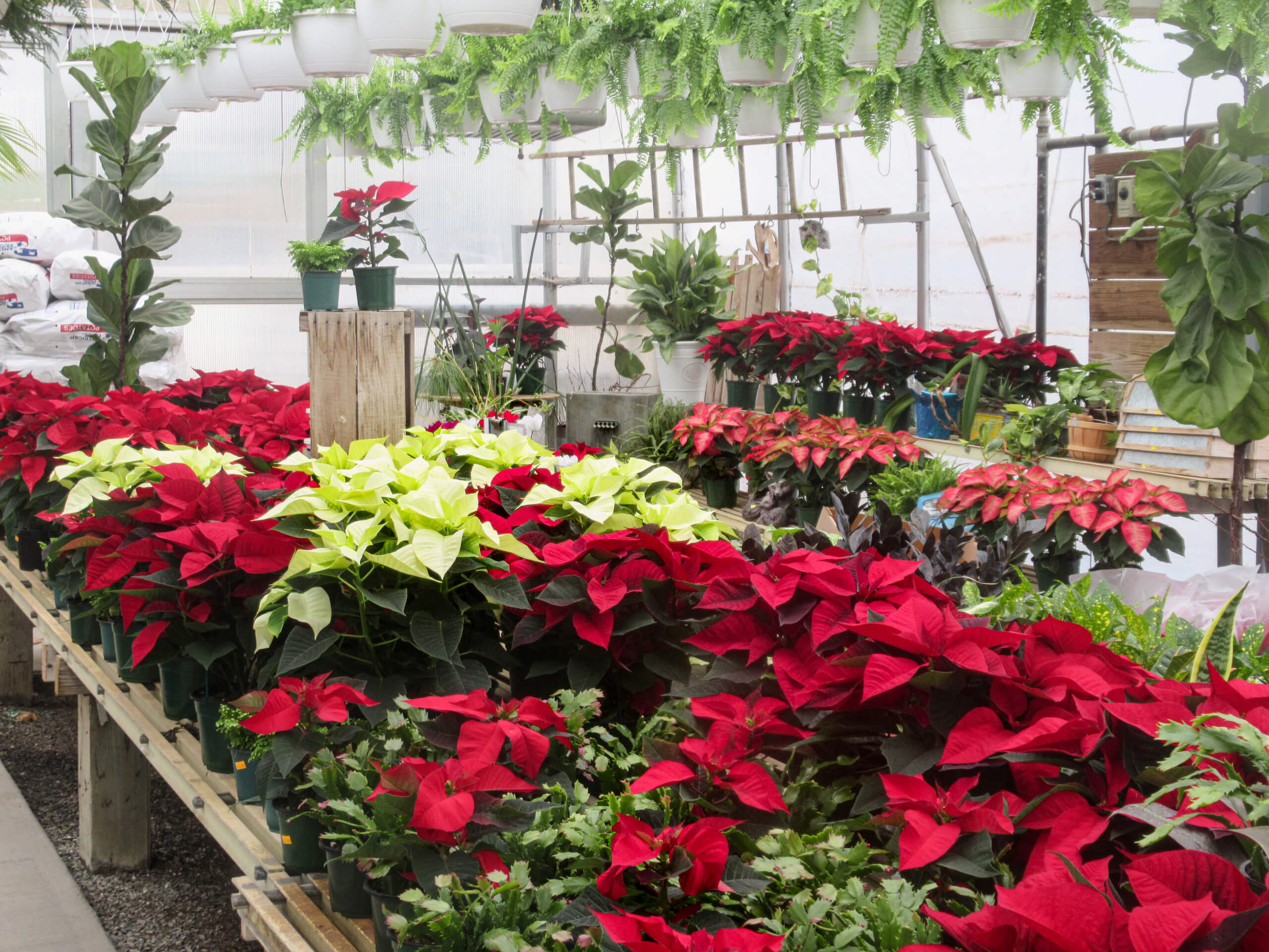 Montour Farm Market Watsontown PA Rows of red and white poinsettias are displayed on wooden tables in a greenhouse, surrounded by various green potted plants and hanging ferns.
