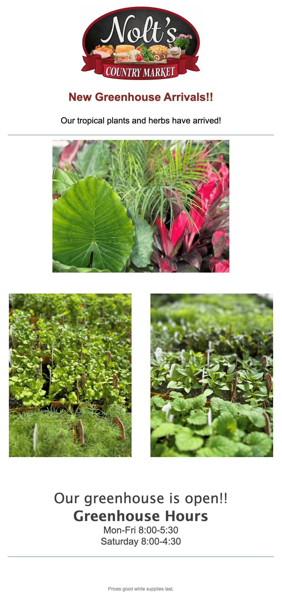 Banner for Nolt's Country Market announcing new greenhouse arrivals with photos of tropical plants and herbs; includes greenhouse hours and a note on limited supply.