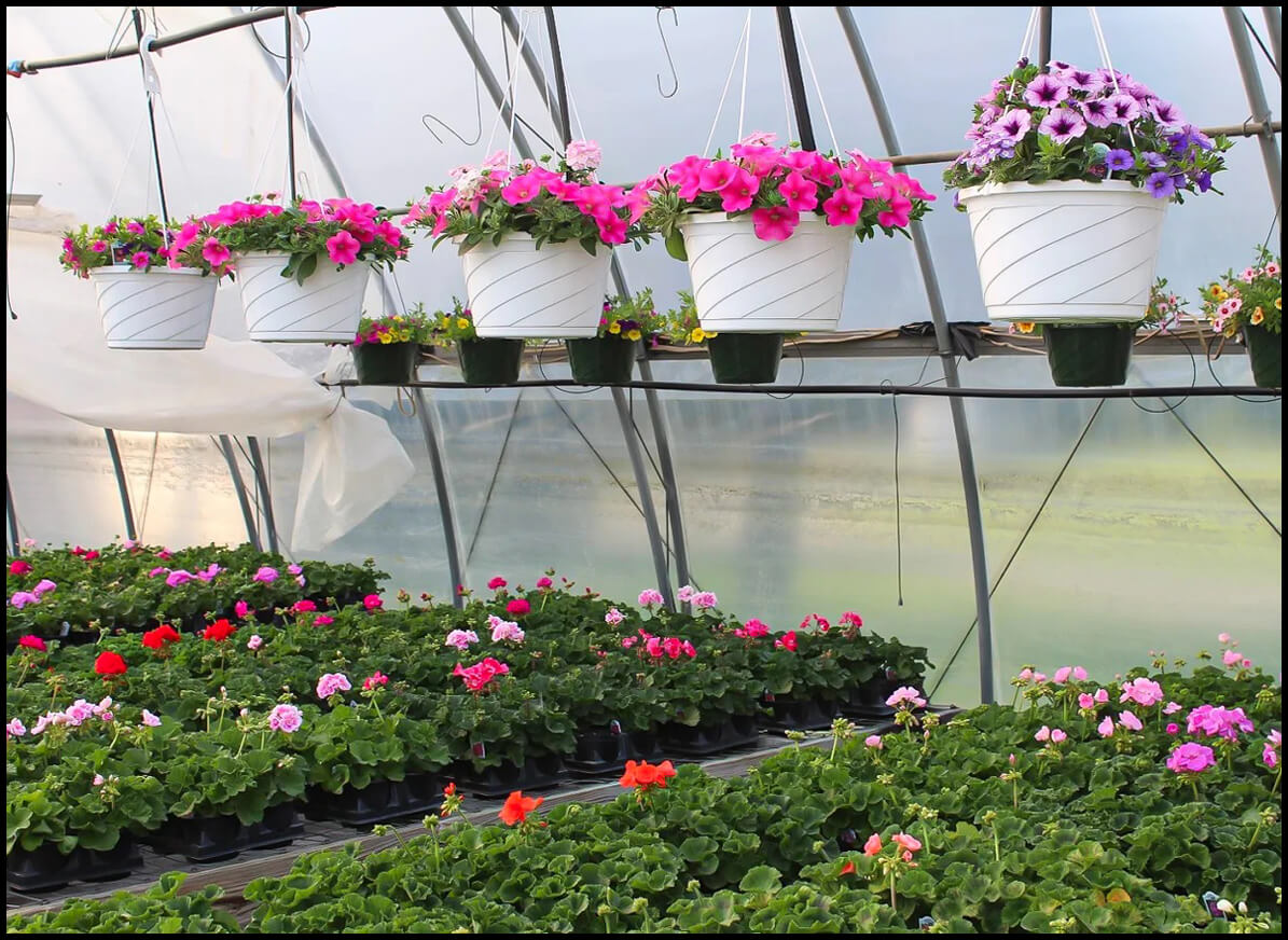 Rows of flowering plants in pots and hanging baskets inside a greenhouse, with pink, purple, and red blooms visible.