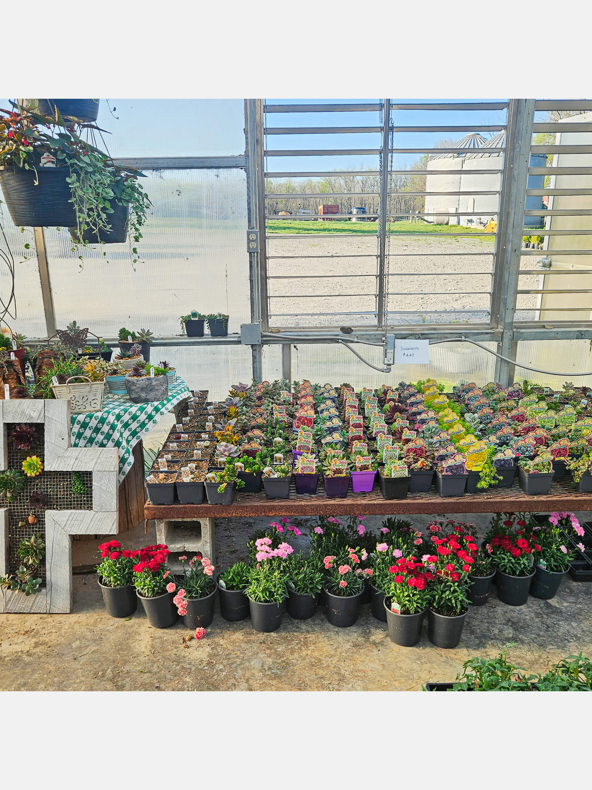 Flat Rock Greenhouse Ava IL Rows of small potted plants and flowers are arranged on a table inside a greenhouse with open windows and a view of the outdoors.