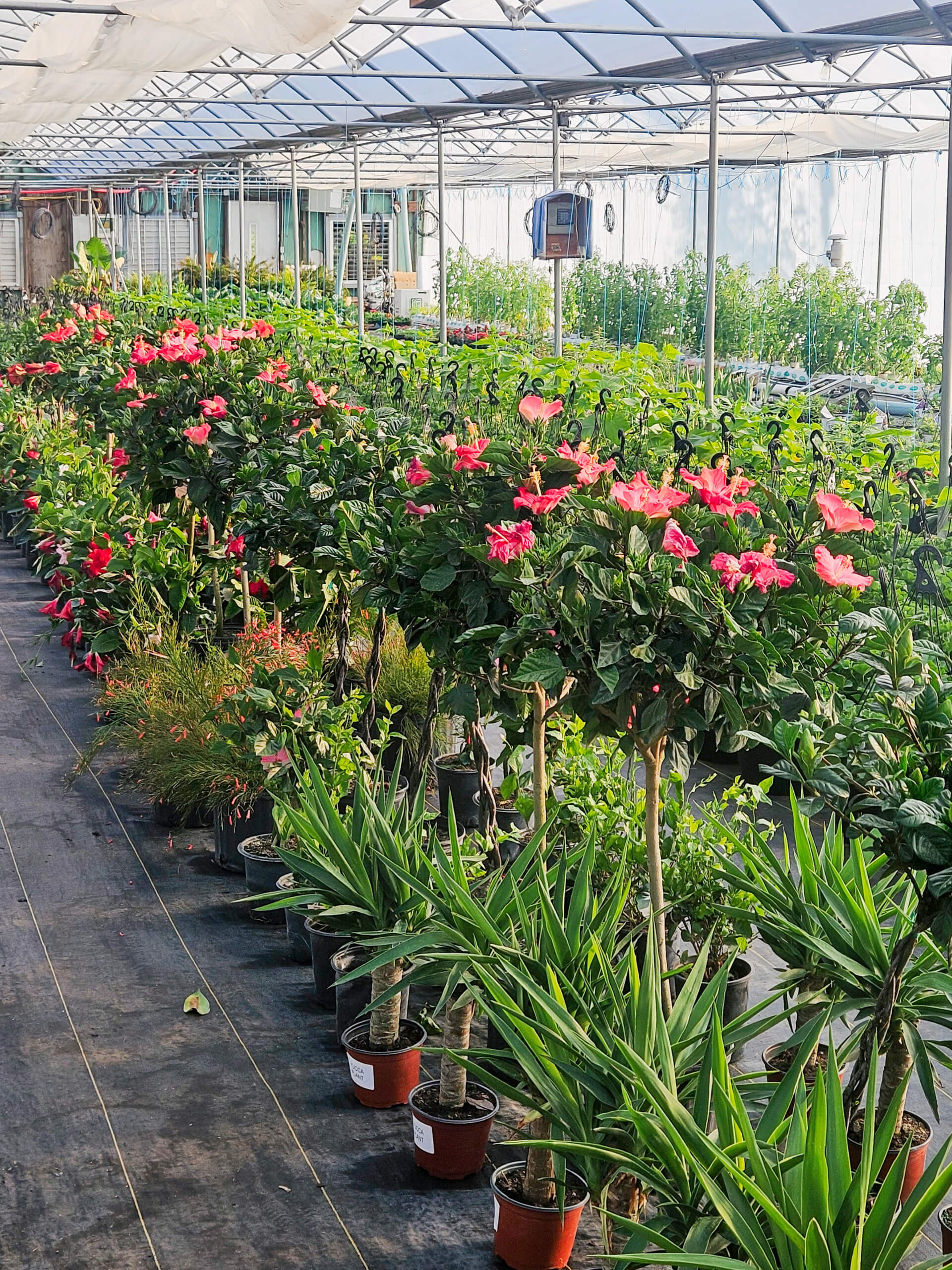 Flat Rock Greenhouse Ava IL Rows of potted plants, including pink blooming flowers and green foliage, are arranged in a greenhouse with a transparent roof.