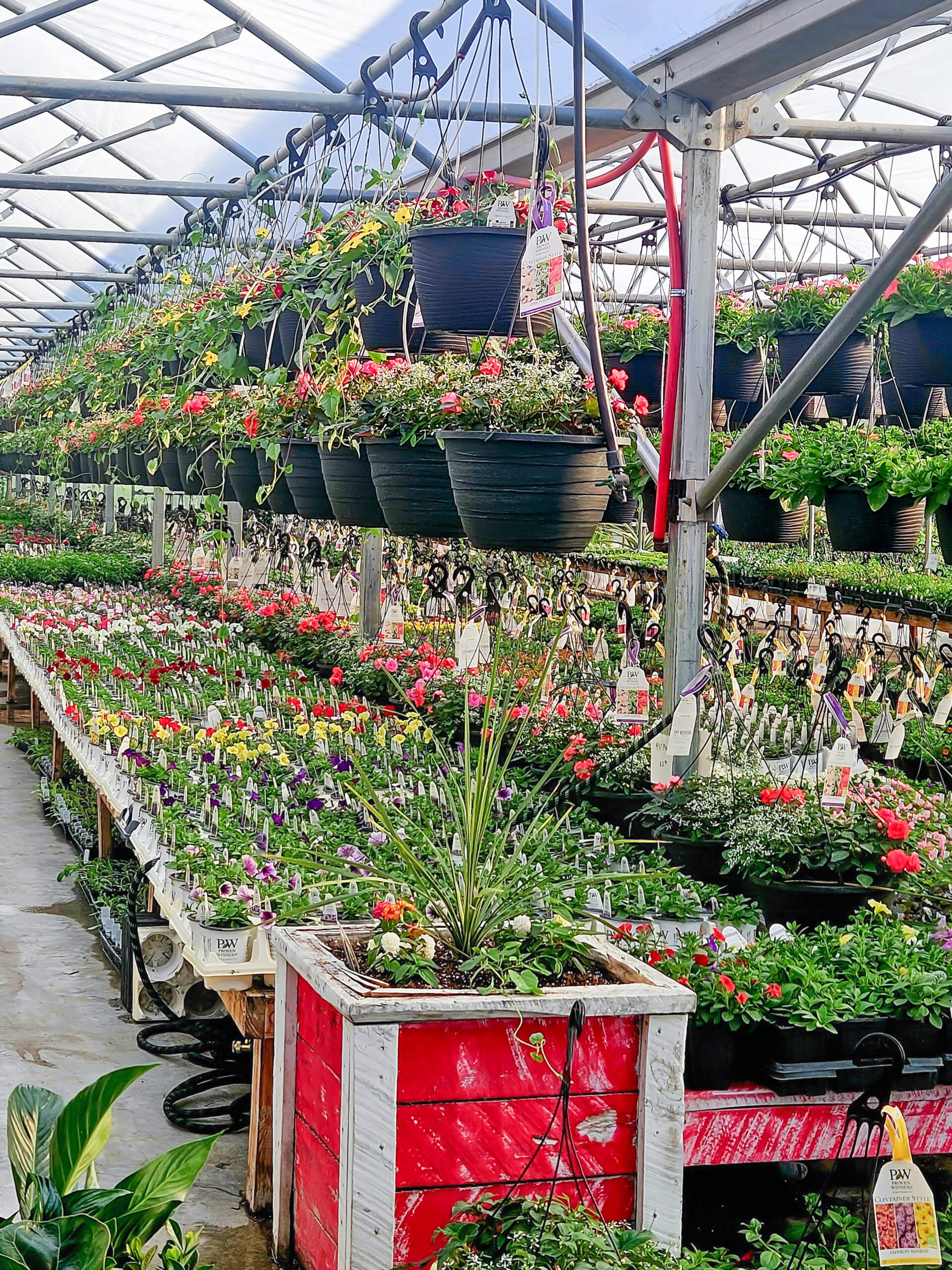 Flat Rock Greenhouse Ava IL Rows of potted flowers and hanging baskets are displayed in a greenhouse, with colorful blooms and green plants arranged on tables and shelves.