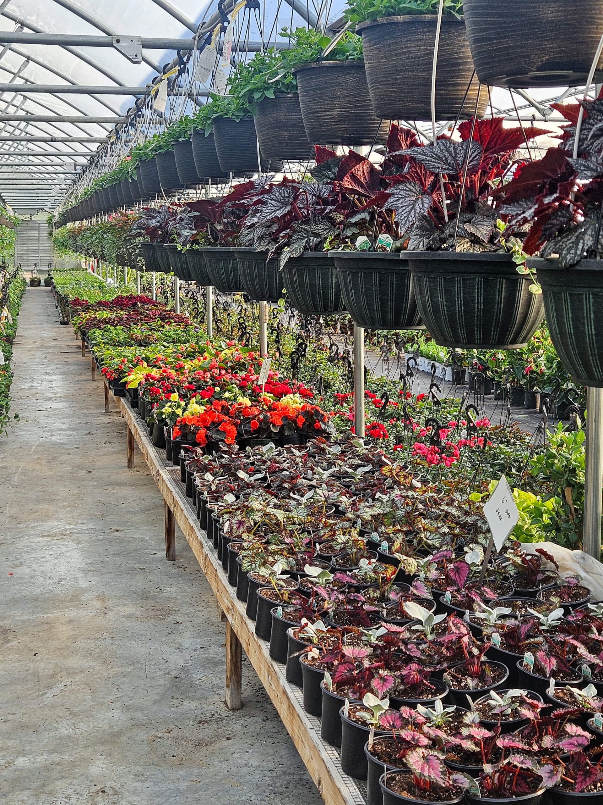 Flat Rock Greenhouse Ava IL Rows of potted plants and hanging baskets with colorful leaves and flowers are arranged in a greenhouse with a glass roof.